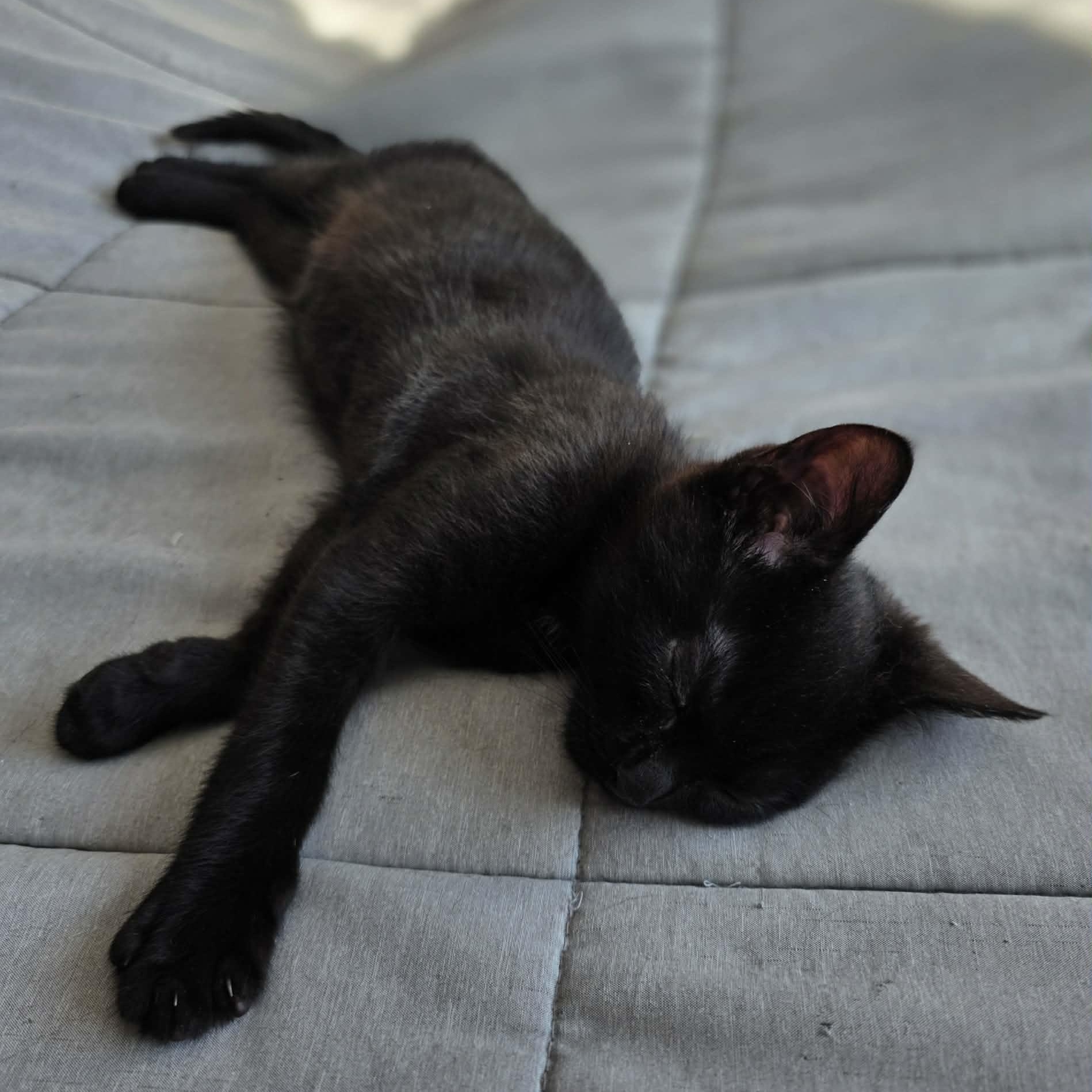 Noctis, an adoptable Domestic Short Hair in Terrebonne, QC image 2/4