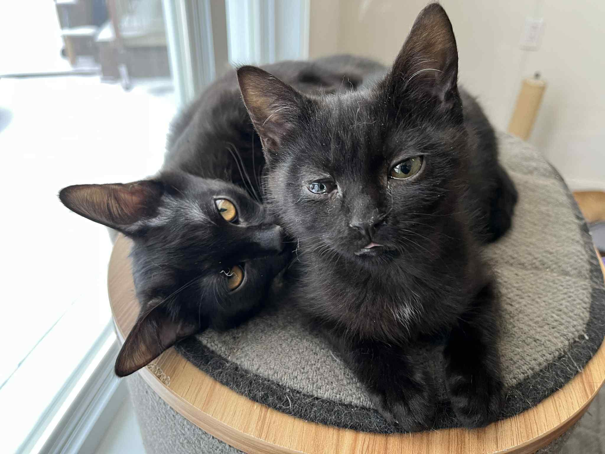 Enlarge Noctis, an adoptable Domestic Short Hair in Terrebonne, QC image 3/6