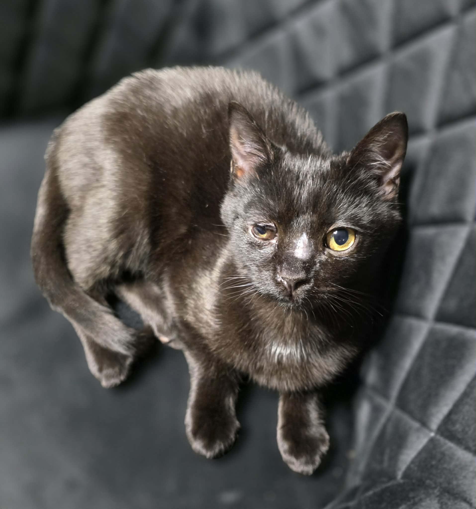 Noctis, adoptable, Kitten Male Domestic Short Hair.