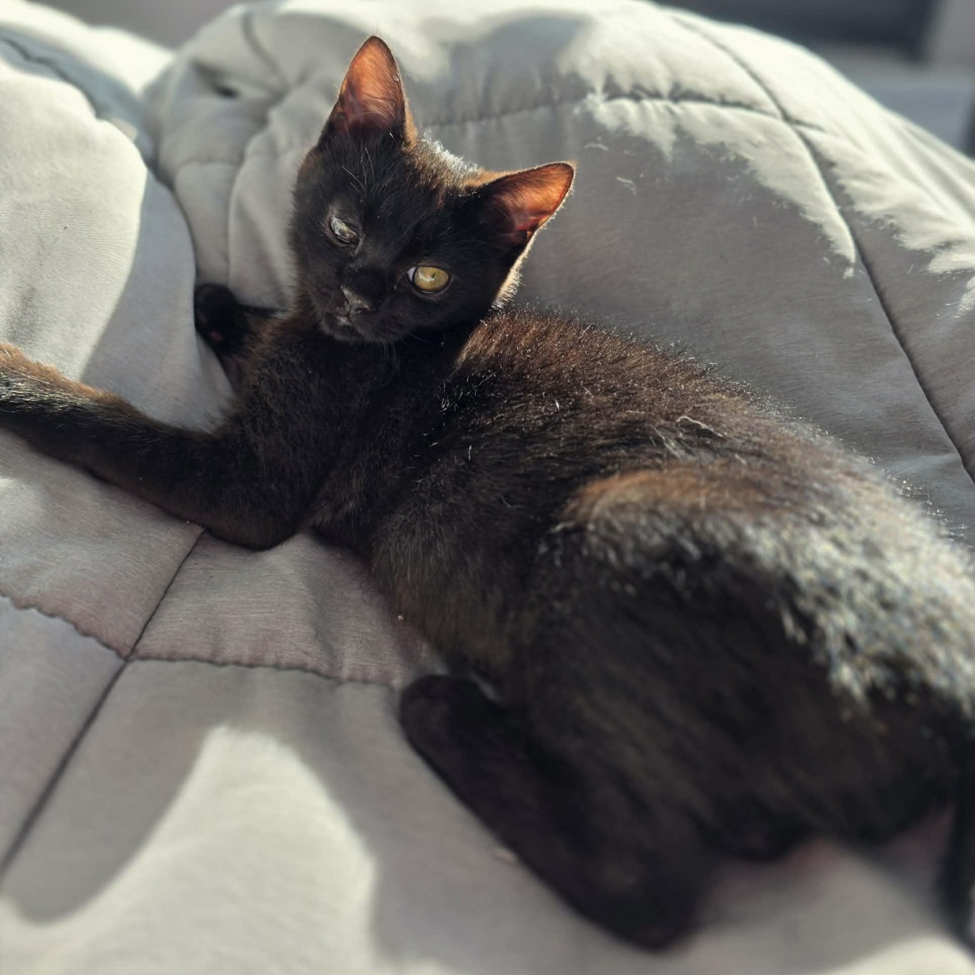 Noctis, adoptable, Kitten Male Domestic Short Hair.