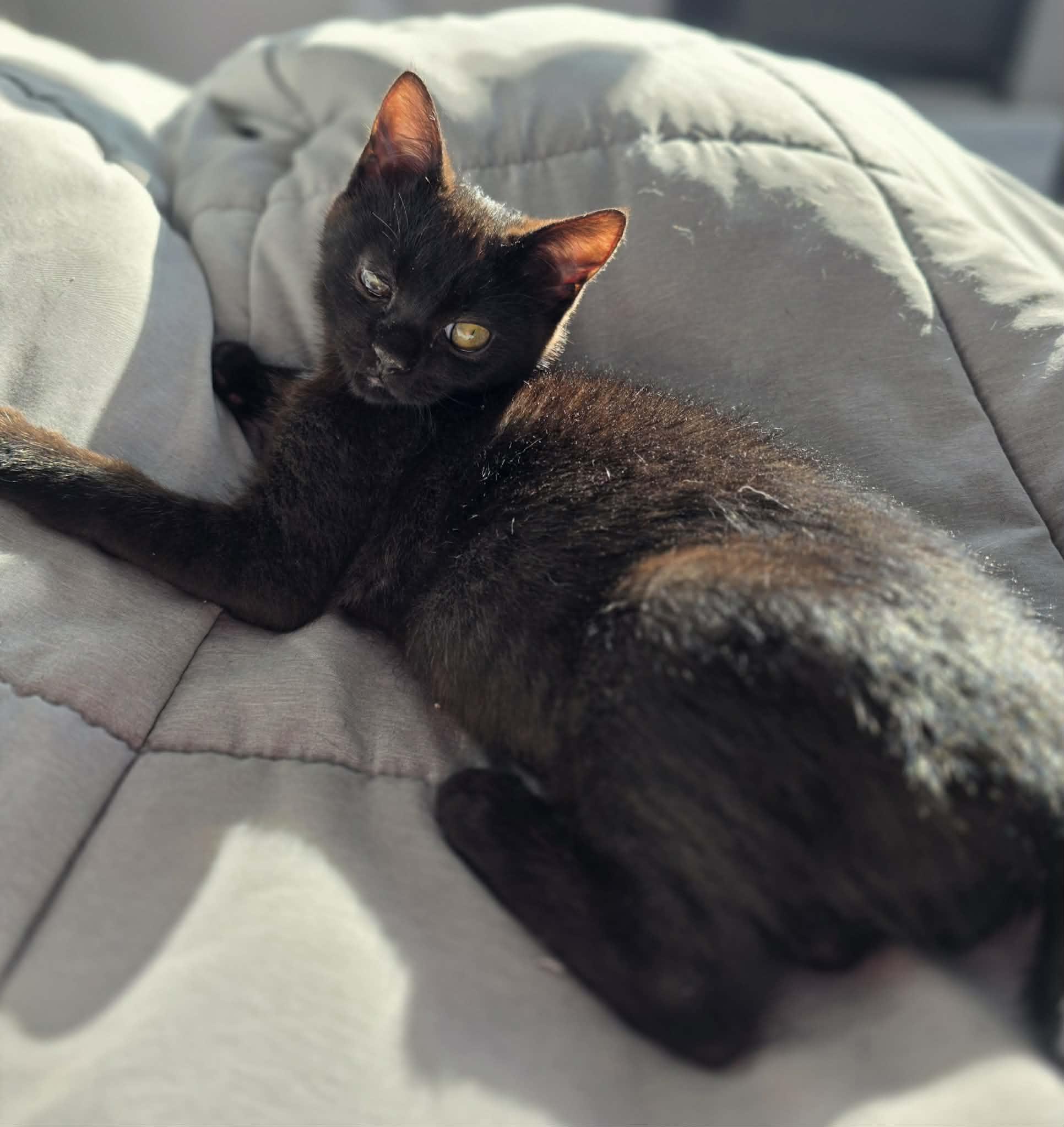 Enlarge Noctis, an adoptable Domestic Short Hair in Terrebonne, QC image 2/6