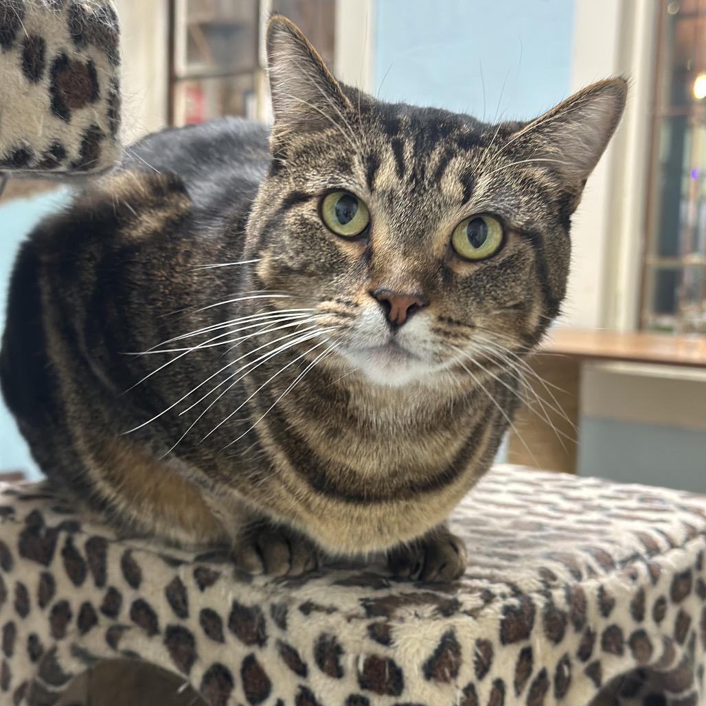 Sage, Adoptable, Adult Female Domestic Short Hair.