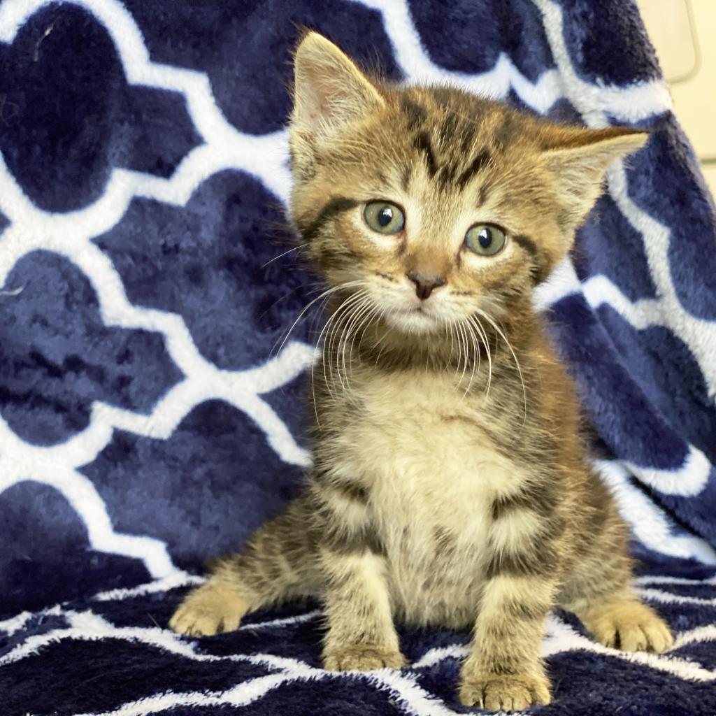 Sage, a Adoptable Domestic Short Hair in Mount Juliet, TN image 2/2