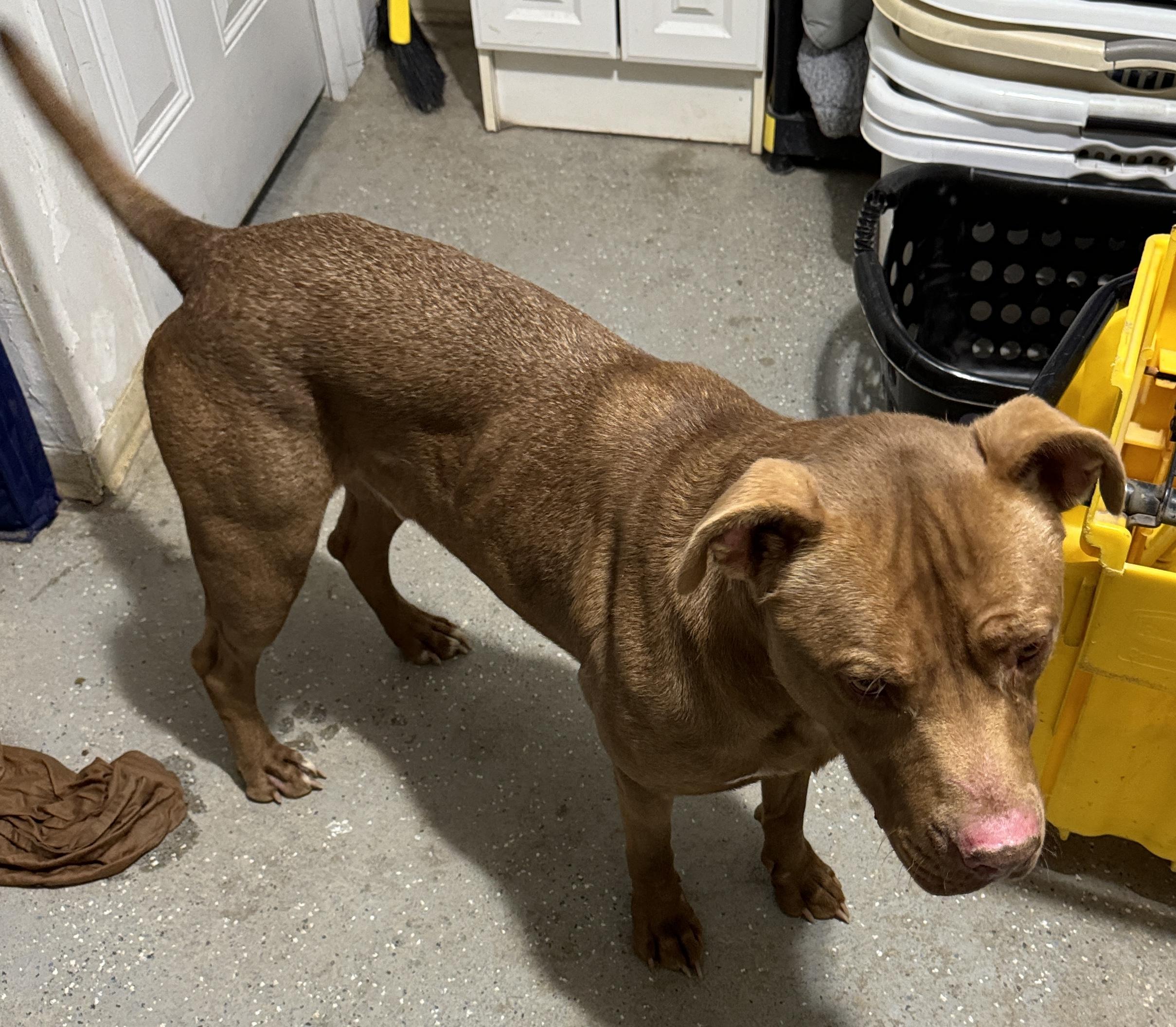Loki, Adult Male American Staffordshire Terrier