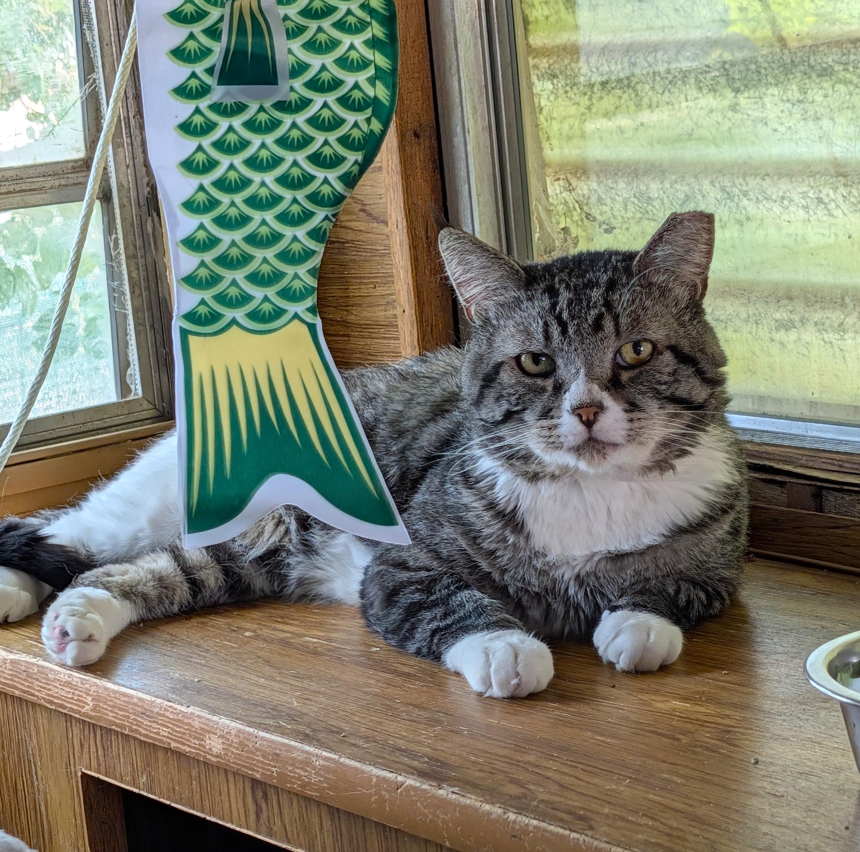Mr. Big, ADOPTABLE, Young Male Domestic Short Hair.