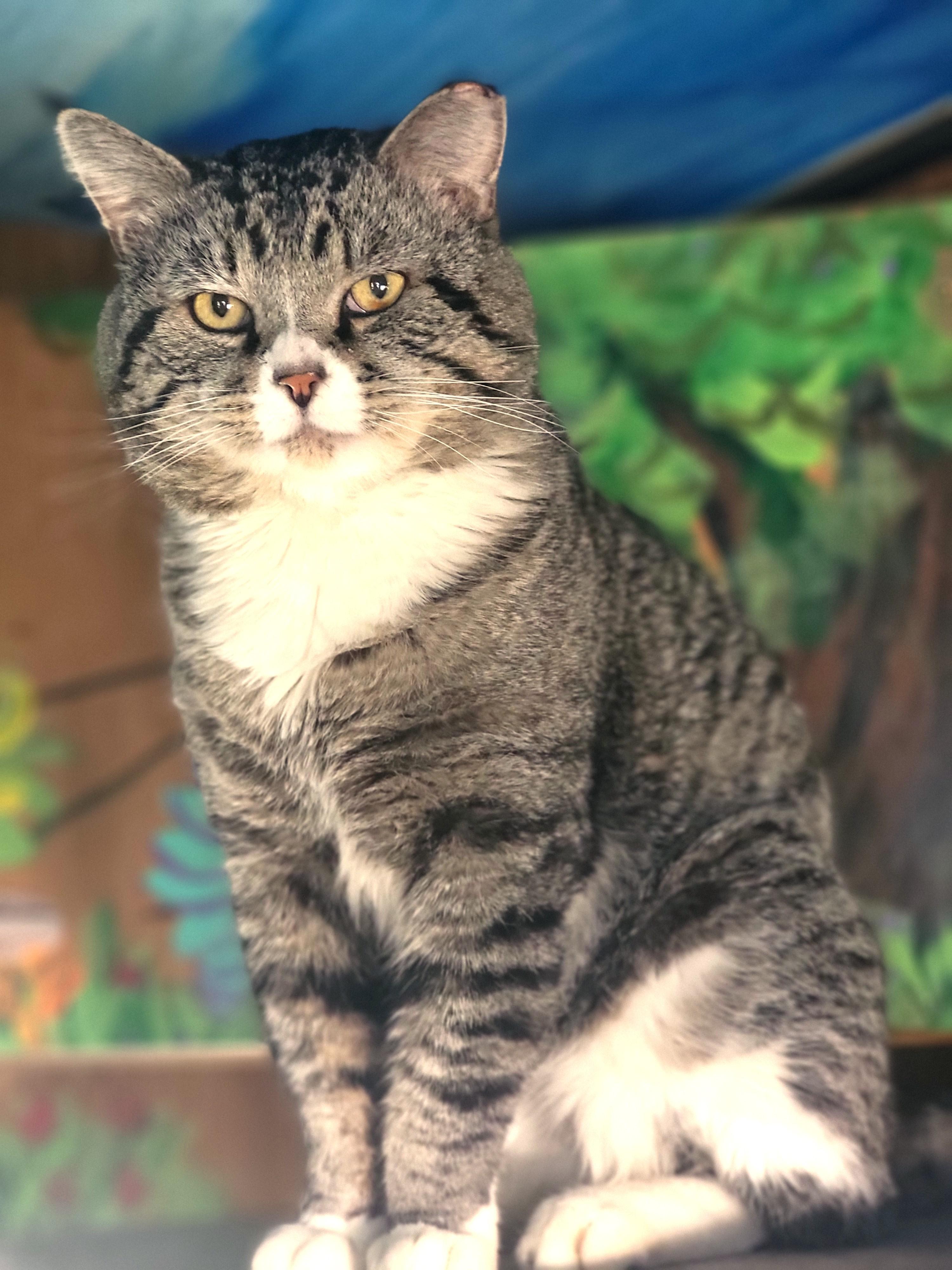 Mr. Big, ADOPTABLE, Young Male Domestic Short Hair.