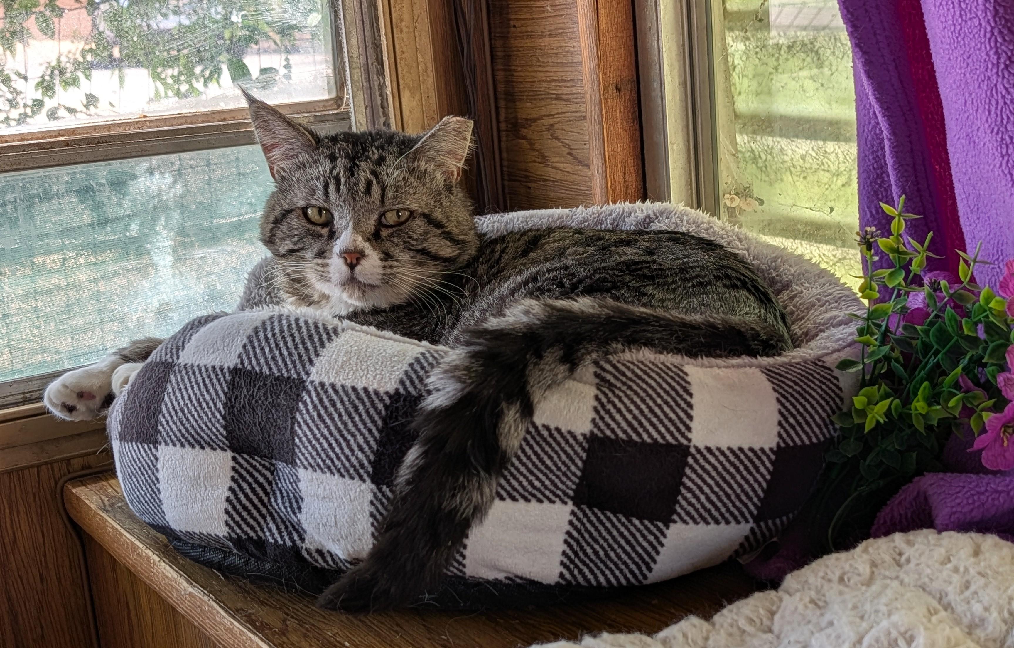 Enlarge Mr. Big, a ADOPTABLE Domestic Short Hair in Washoe Valley, NV image 3/4