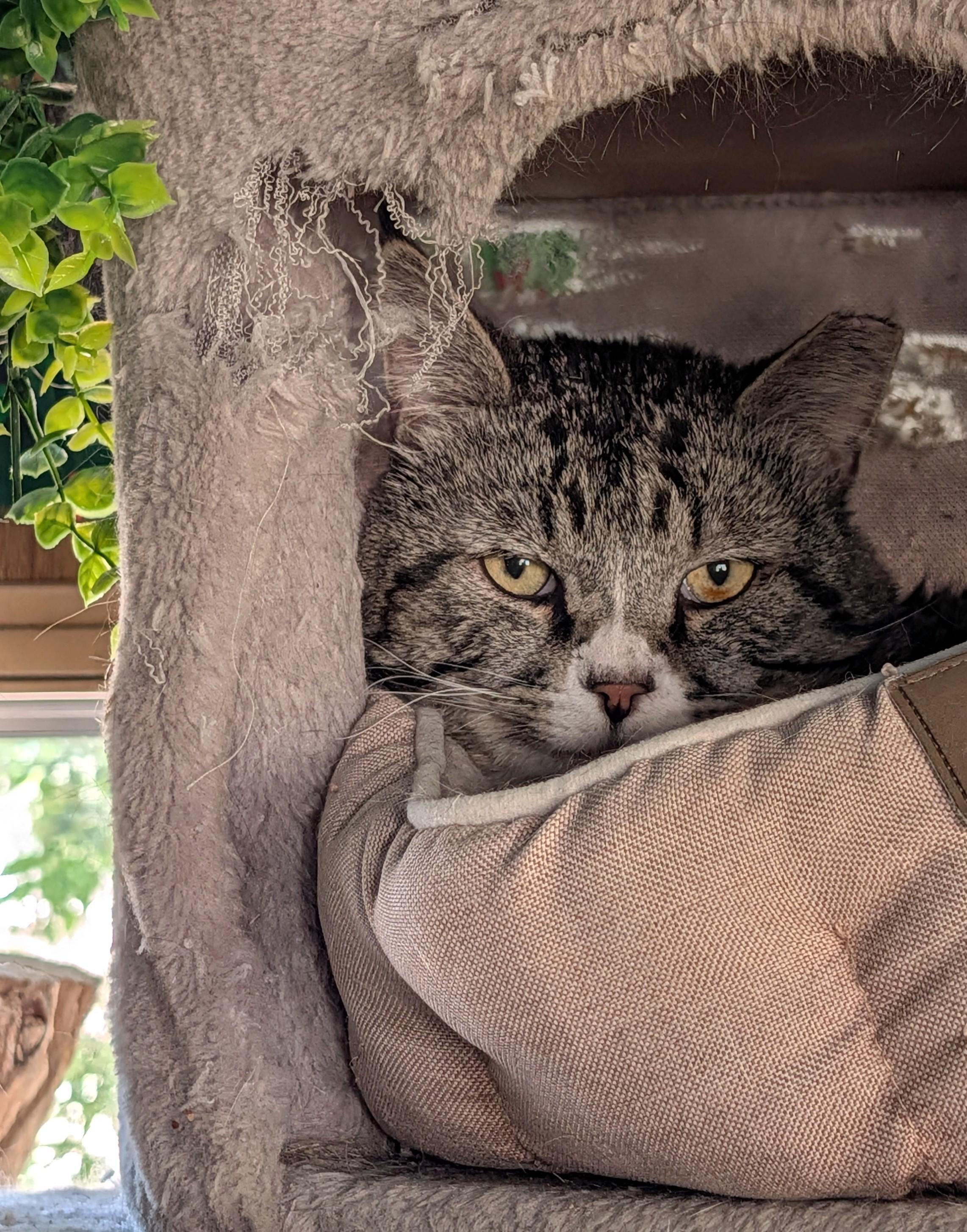 Enlarge Mr. Big, a ADOPTABLE Domestic Short Hair in Washoe Valley, NV image 2/4
