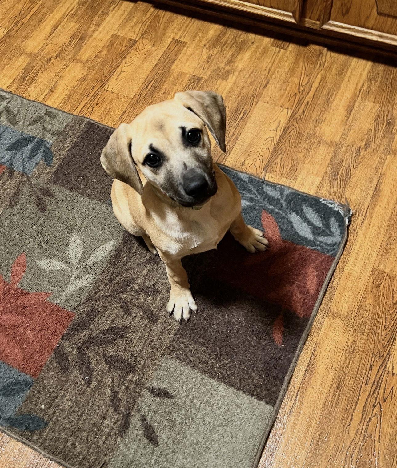 Enlarge Christie, a Adoptable Black Mouth Cur in Shreveport, LA image 1/2