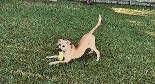 Enlarge Christie, a Adoptable Black Mouth Cur in Shreveport, LA image 1/3