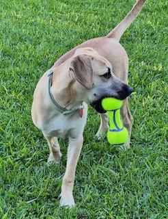 Enlarge Christie, a Adoptable Black Mouth Cur in Shreveport, LA image 2/3