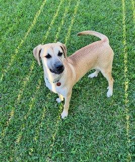 Enlarge Christie, a Adoptable Black Mouth Cur in Shreveport, LA image 3/3