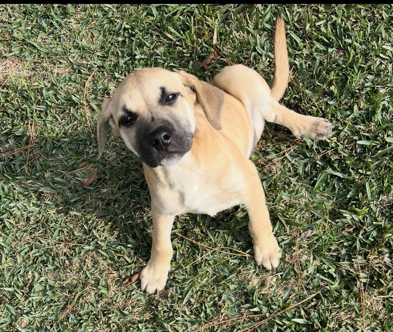 Enlarge Christie, a Adoptable Black Mouth Cur in Shreveport, LA image 2/2