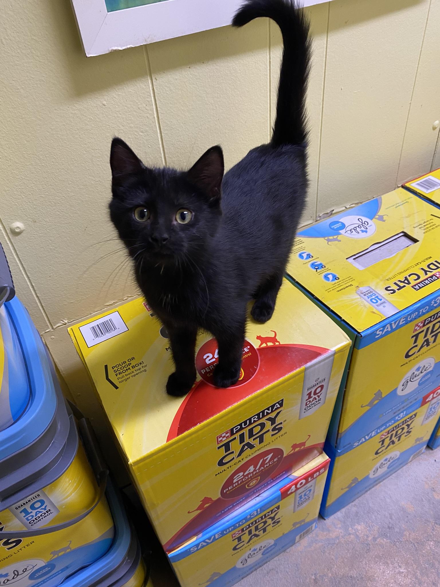 Gordyn, adopted, Kitten Female Domestic Short Hair.