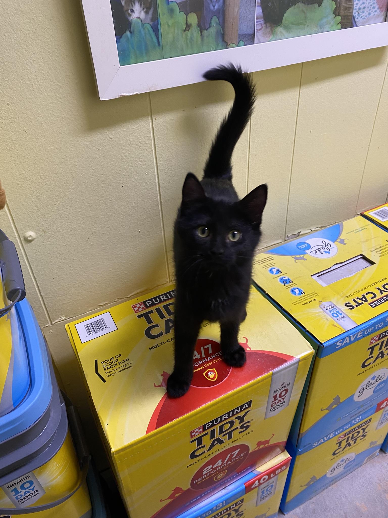 Gordyn, an adopted Domestic Short Hair in New Richmond, WI image 2/2