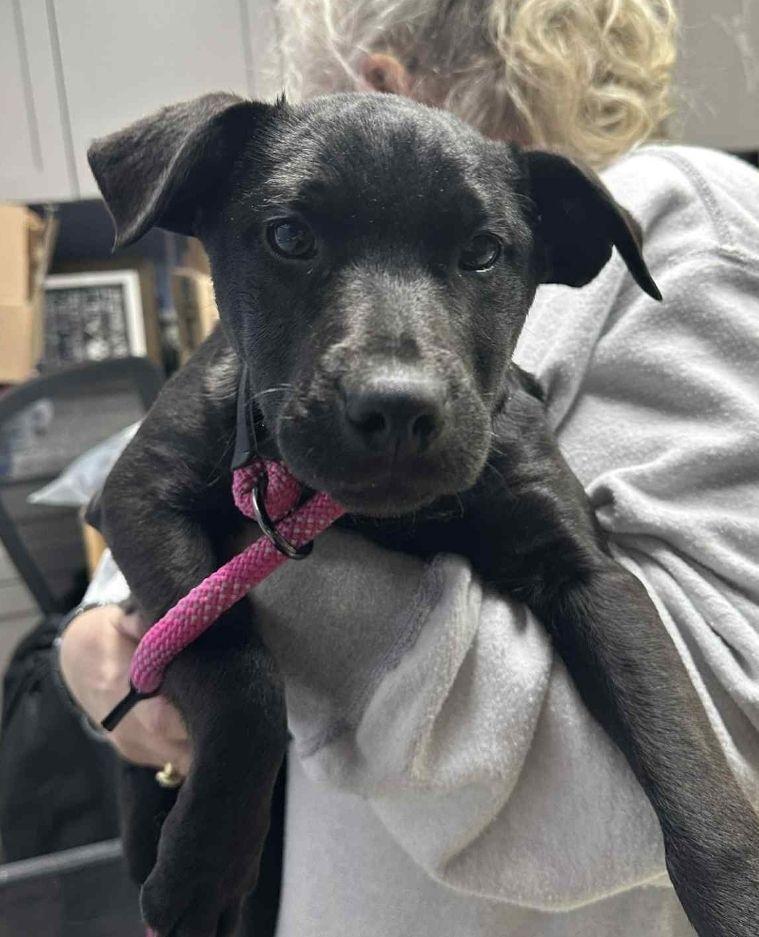 Enlarge Alpha, a Adoptable mixed breed in Waverly, OH image 1/1