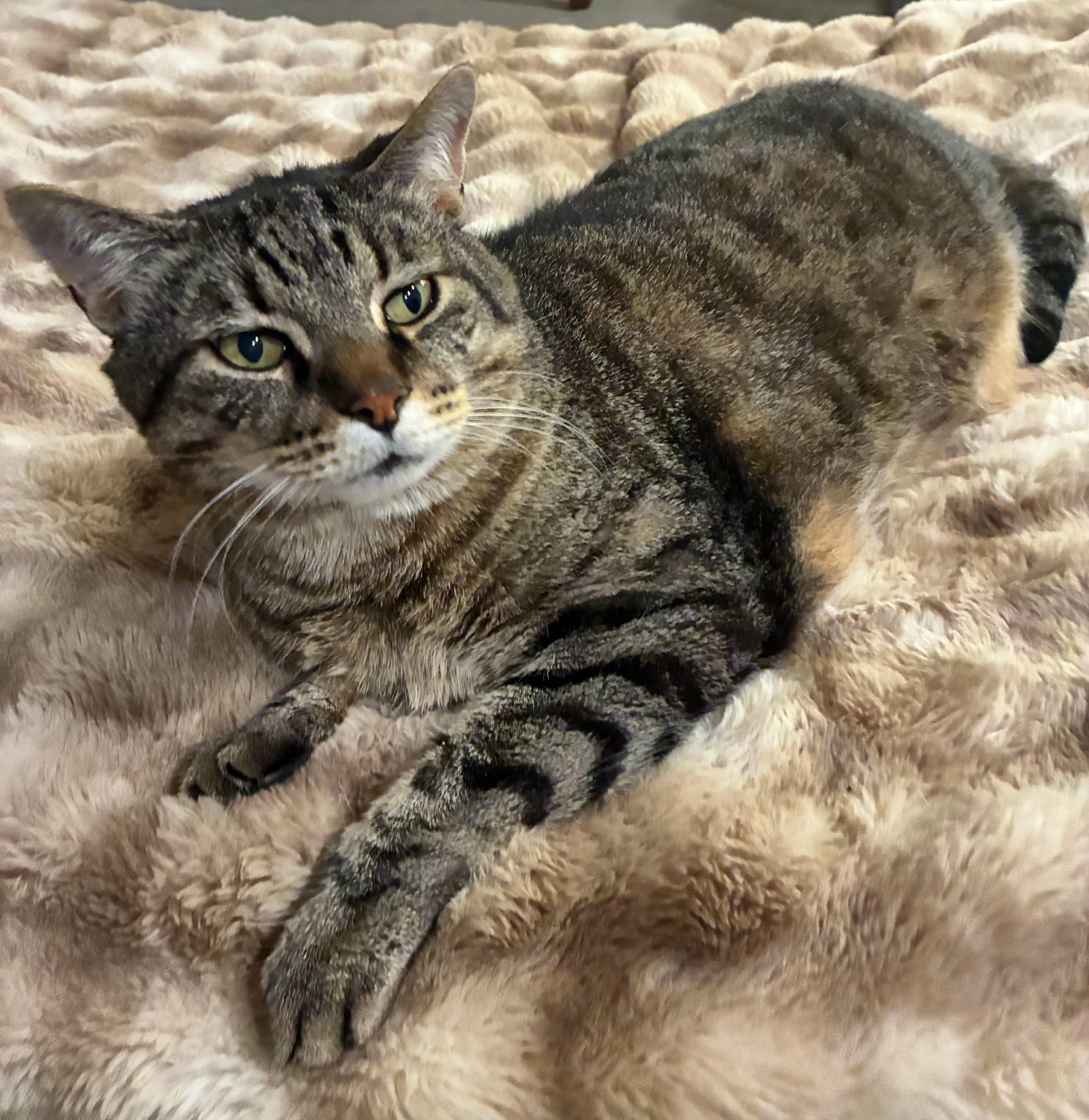 Enlarge Boomer, a Adoptable Tabby in Bellingham, WA image 3/6