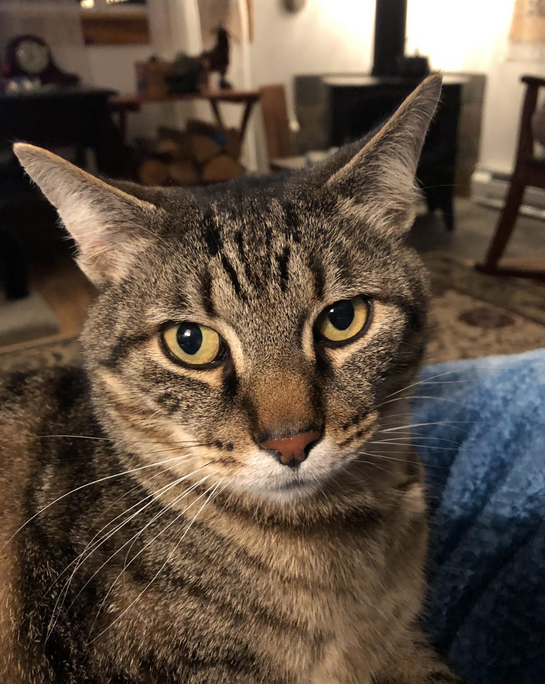 Boomer, Adoptable, Adult Male Tabby.
