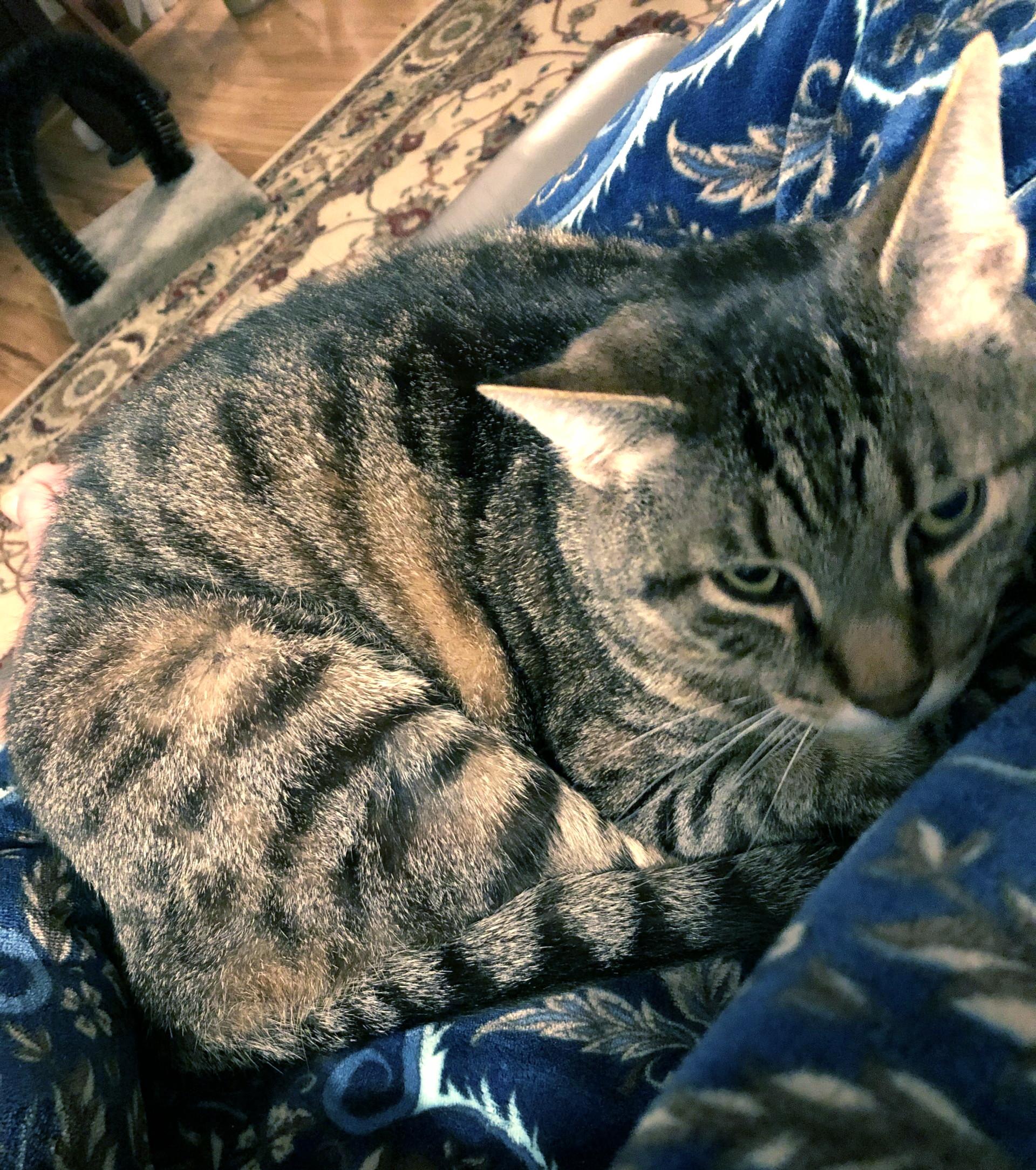 Enlarge Boomer, a Adoptable Tabby in Bellingham, WA image 2/6