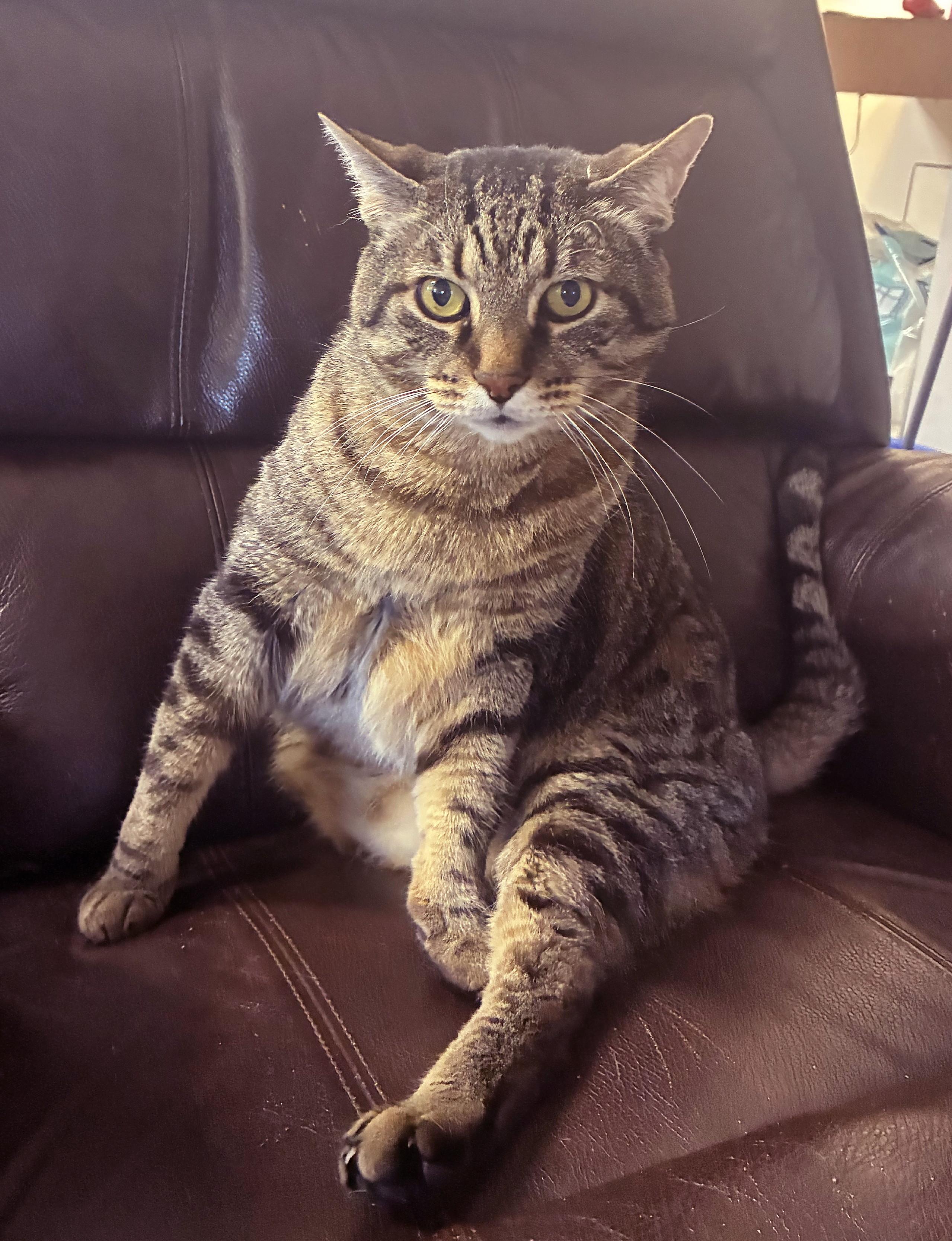 Enlarge Boomer, a Adoptable Tabby in Bellingham, WA image 4/6