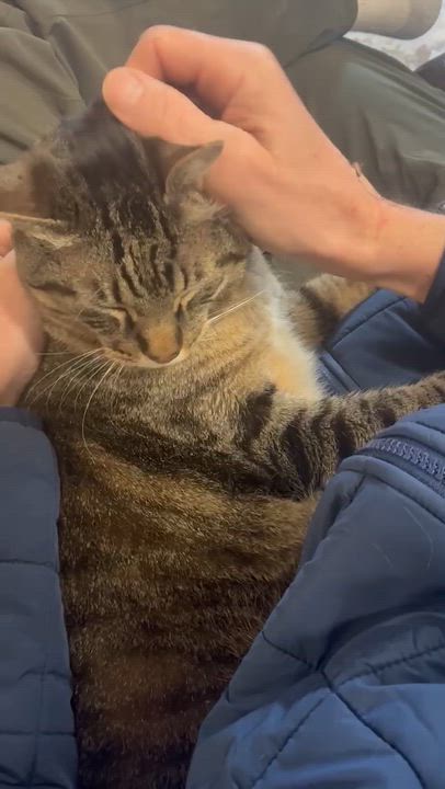 Enlarge Boomer, a Adoptable Tabby in Bellingham, WA video 5/6