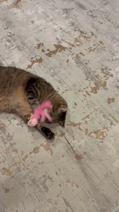 Enlarge Boomer, a Adoptable Tabby in Bellingham, WA video 6/6