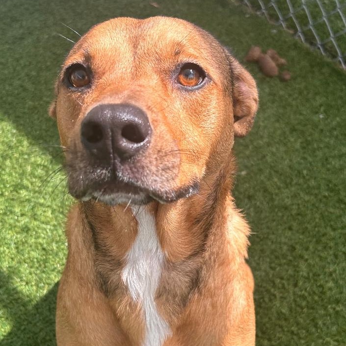 HARMONY, Young Female Mixed Breed