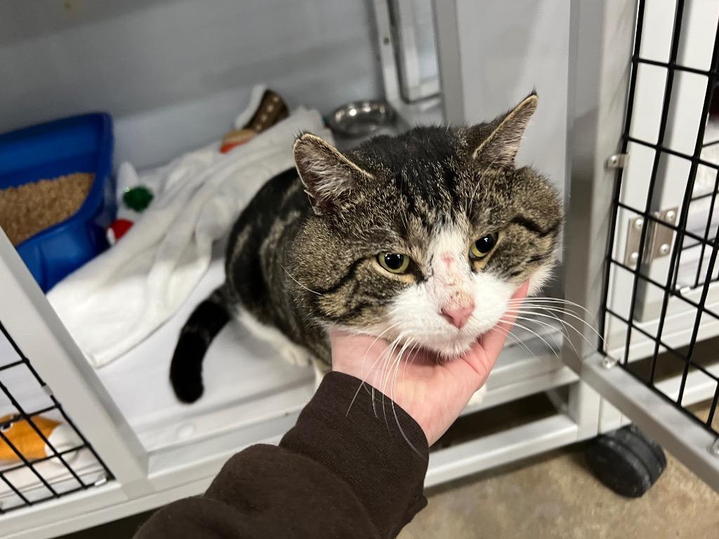 Enlarge Beef Jerky, a Adoptable mixed breed in Raleigh, NC image 1/4