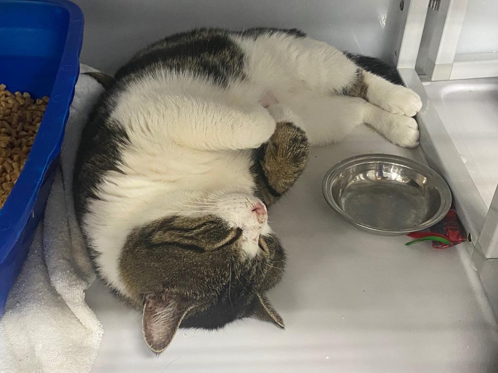 Enlarge Beef Jerky, a Adoptable mixed breed in Raleigh, NC image 3/4