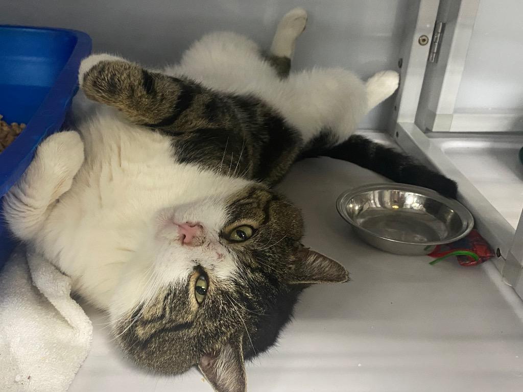 Enlarge Beef Jerky, a Adoptable mixed breed in Raleigh, NC image 4/4