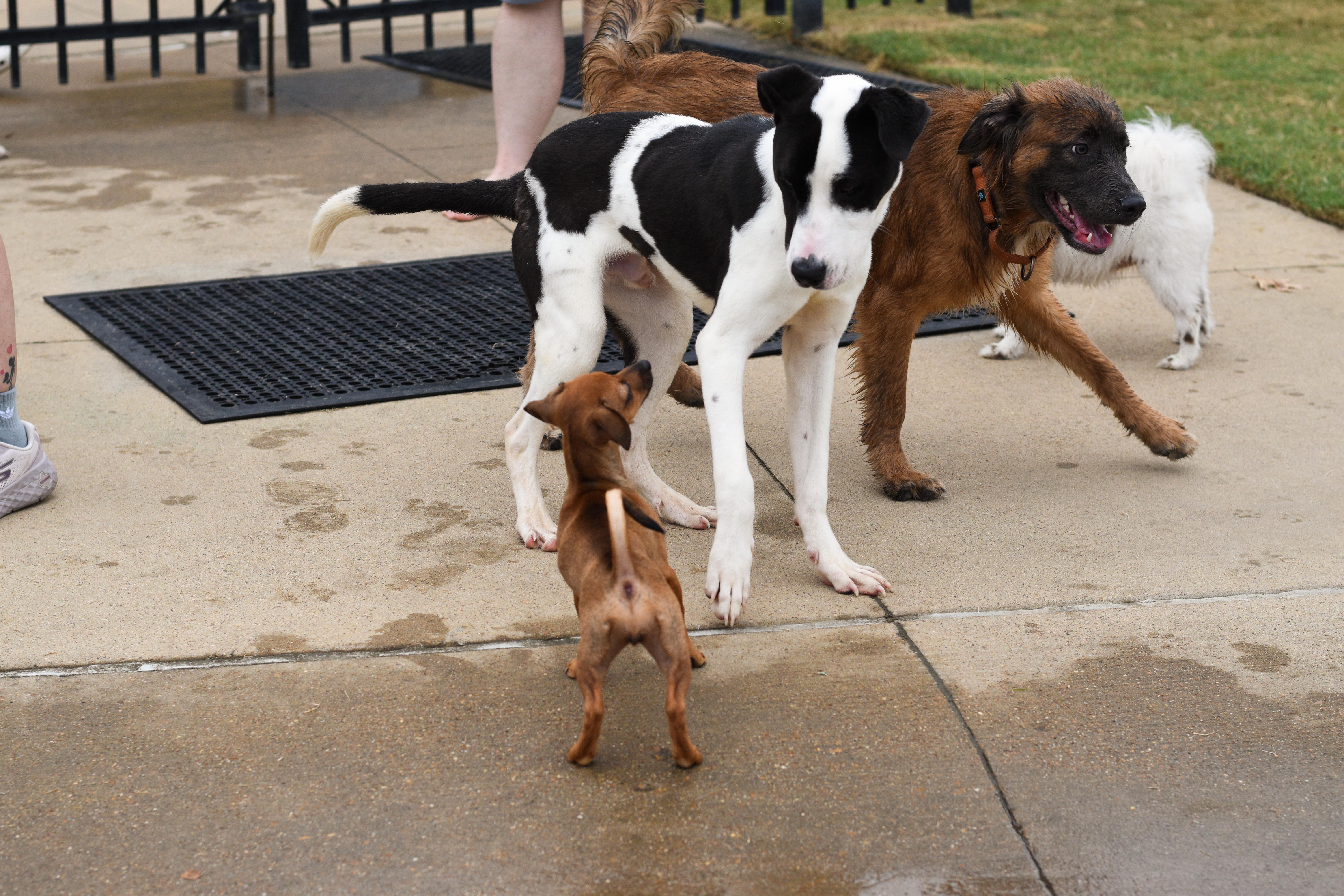Enlarge Hank, a Adoptable Mixed Breed in Atoka, TN image 4/6