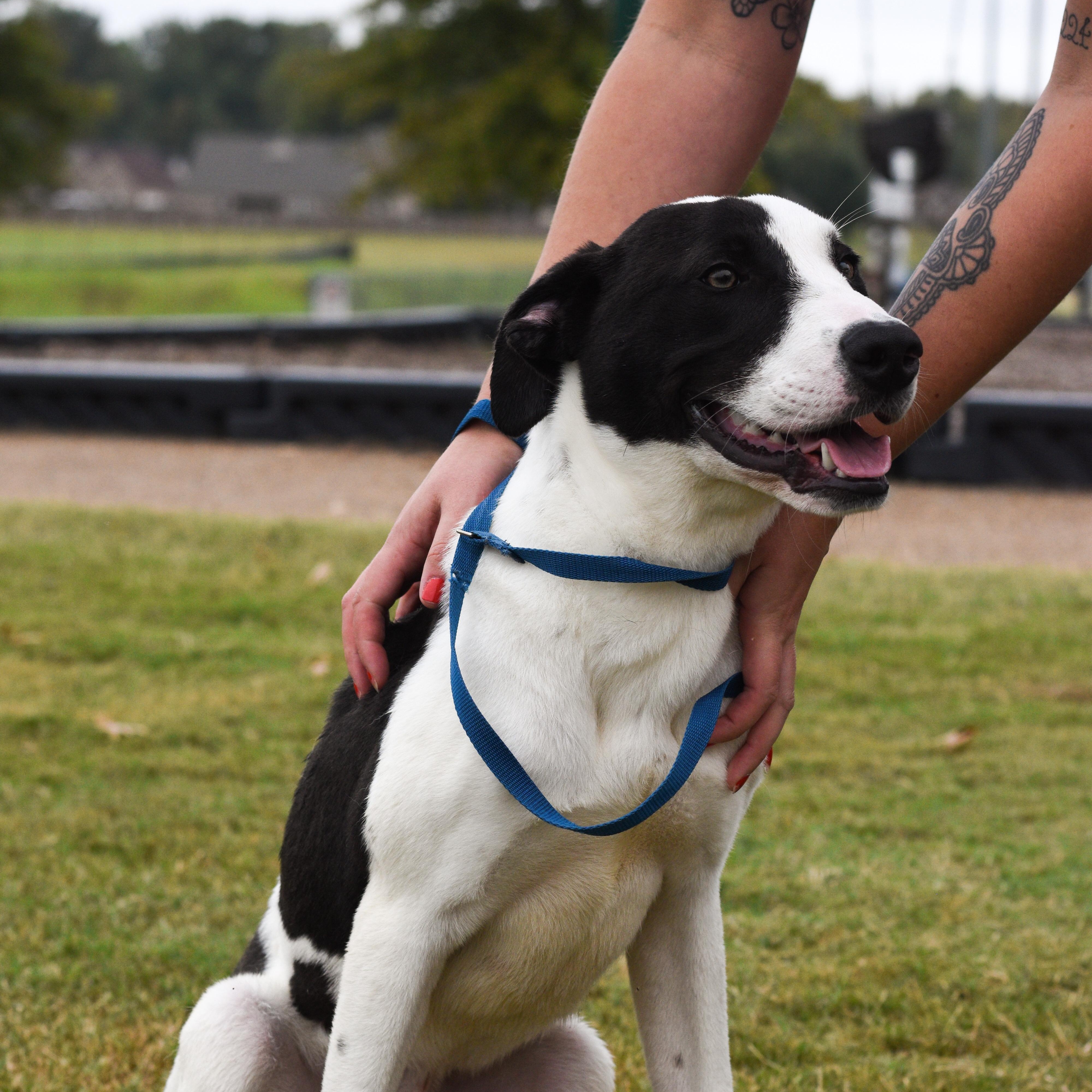Enlarge Hank, a Adoptable Mixed Breed in Atoka, TN image 1/6