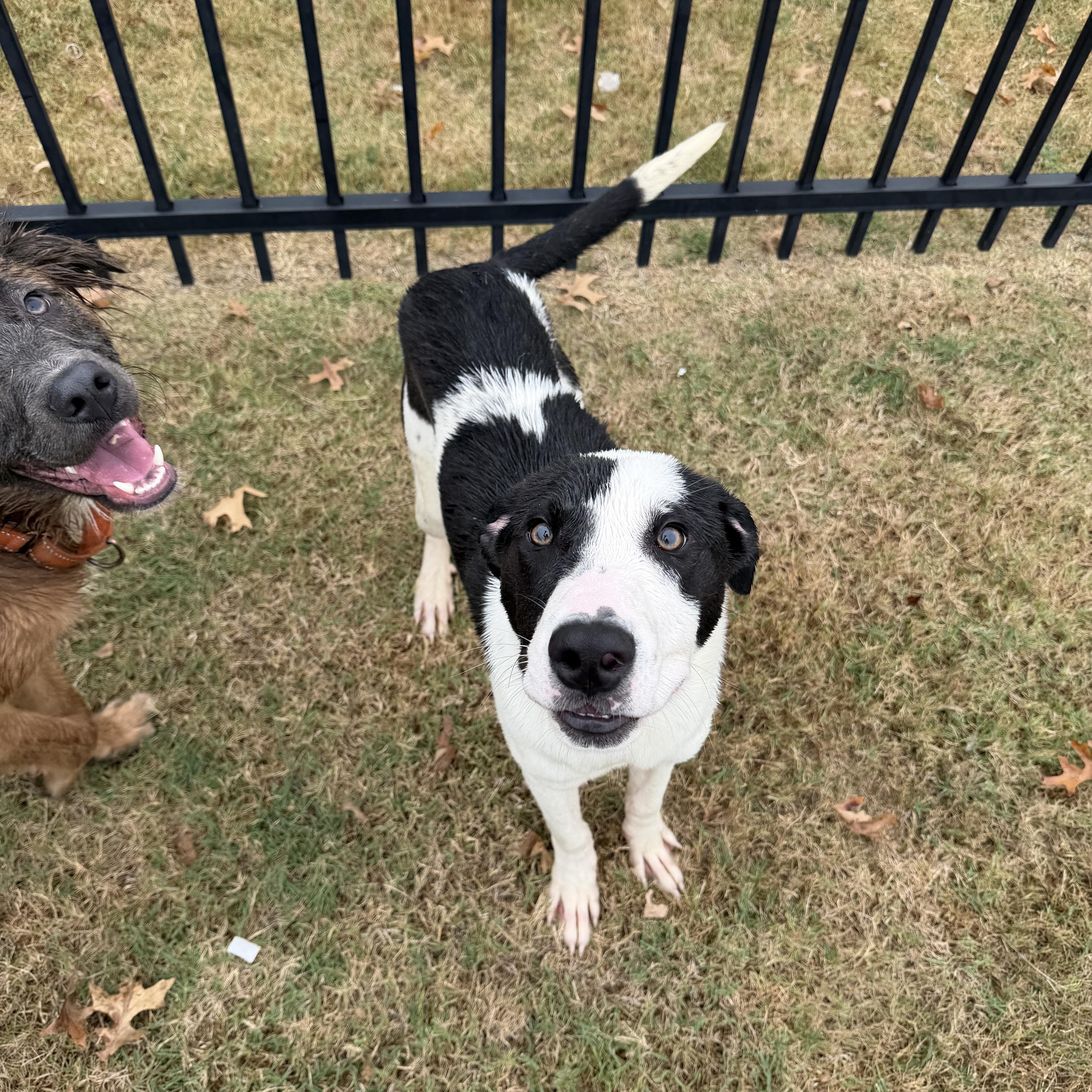 Enlarge Hank, a Adoptable Mixed Breed in Atoka, TN image 3/6