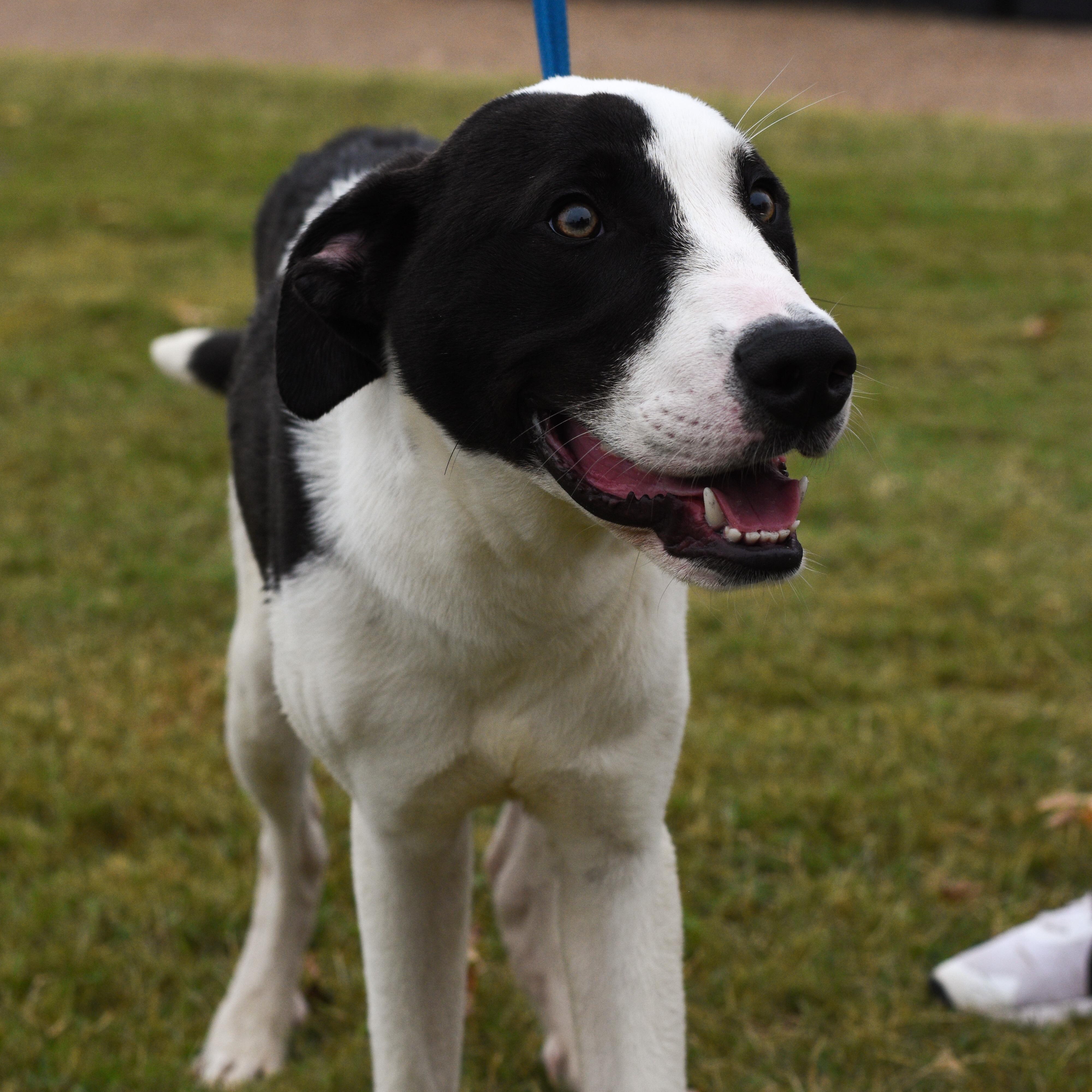 Enlarge Hank, a Adoptable Mixed Breed in Atoka, TN image 2/6