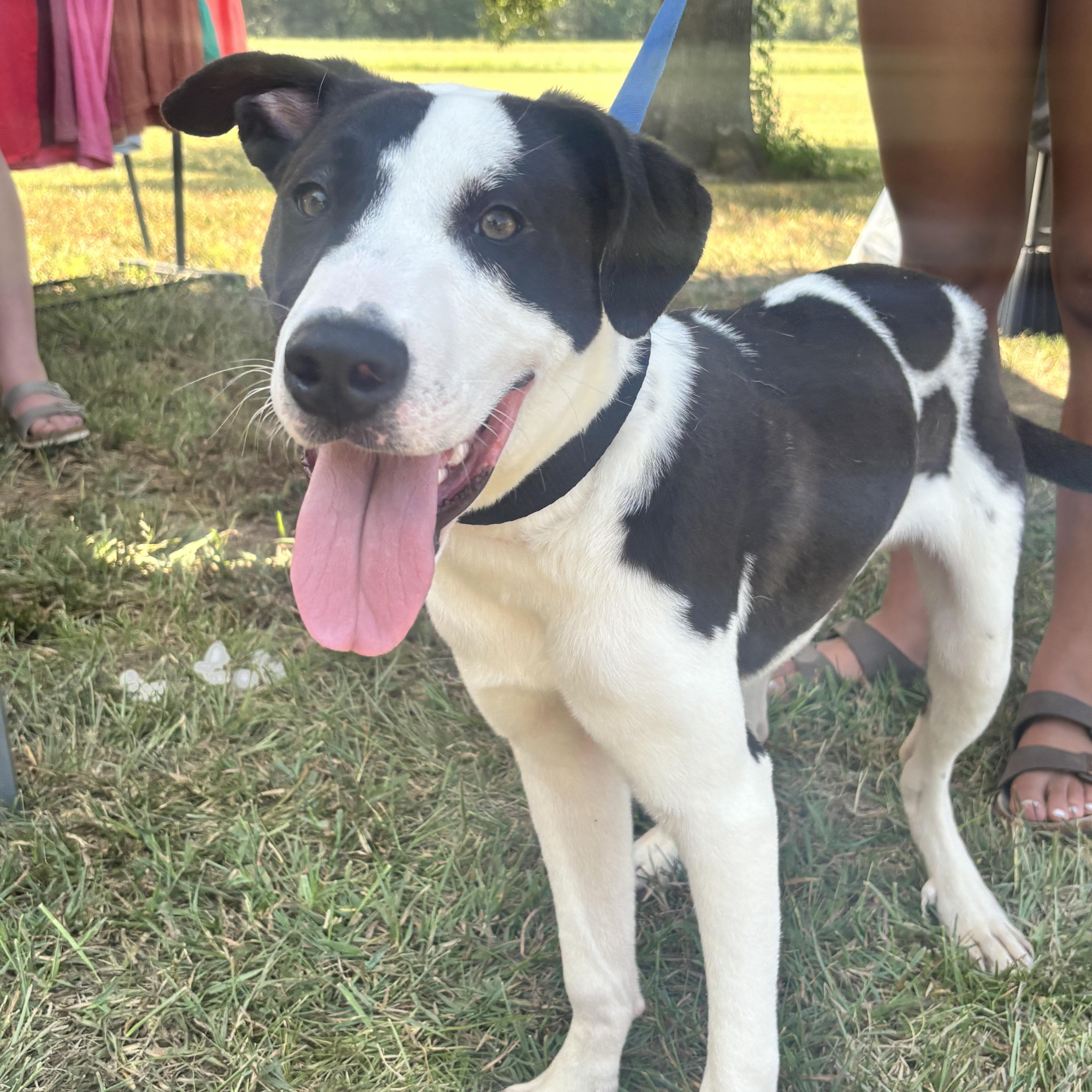 Enlarge Hank, a Adoptable Mixed Breed in Atoka, TN image 5/6