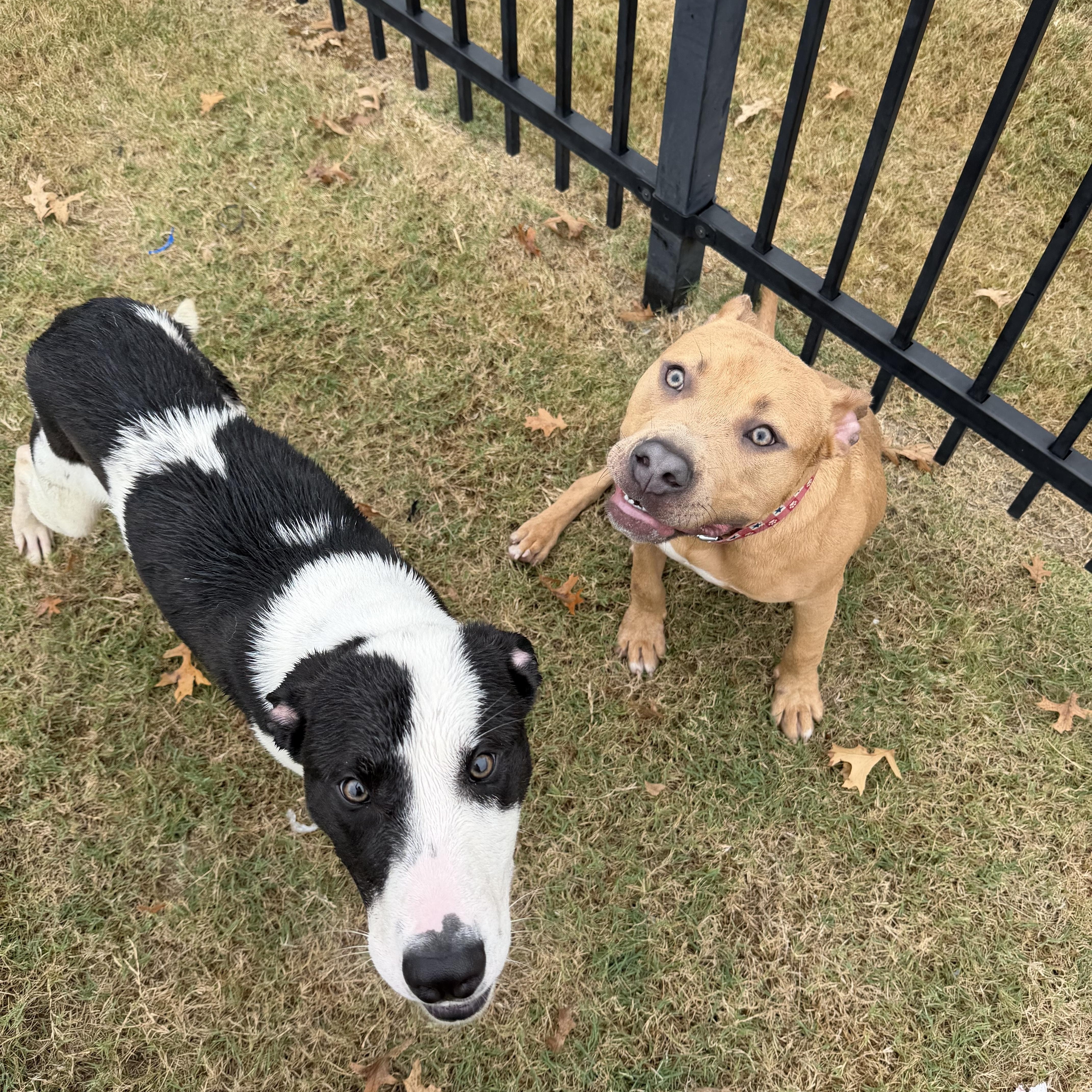 Enlarge Hank, a Adoptable Mixed Breed in Atoka, TN image 6/6
