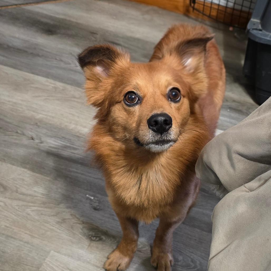 Clifford, Adoptable, Adult Male Pomeranian & Dachshund (Long Haired).