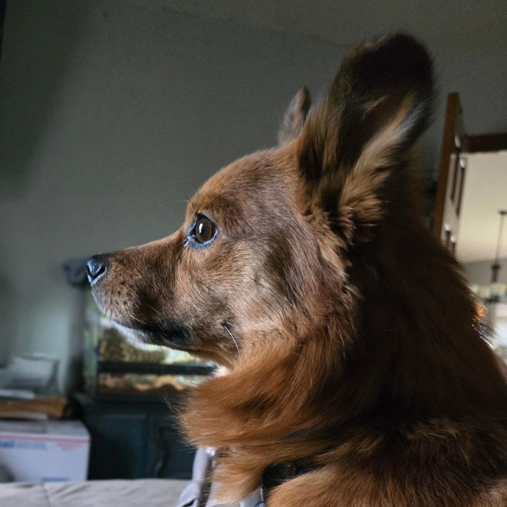 Clifford, a Adoptable mixed breed in Brainerd, MN image 2/4