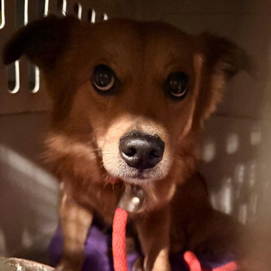 Clifford, a Adoptable mixed breed in Brainerd, MN image 3/4