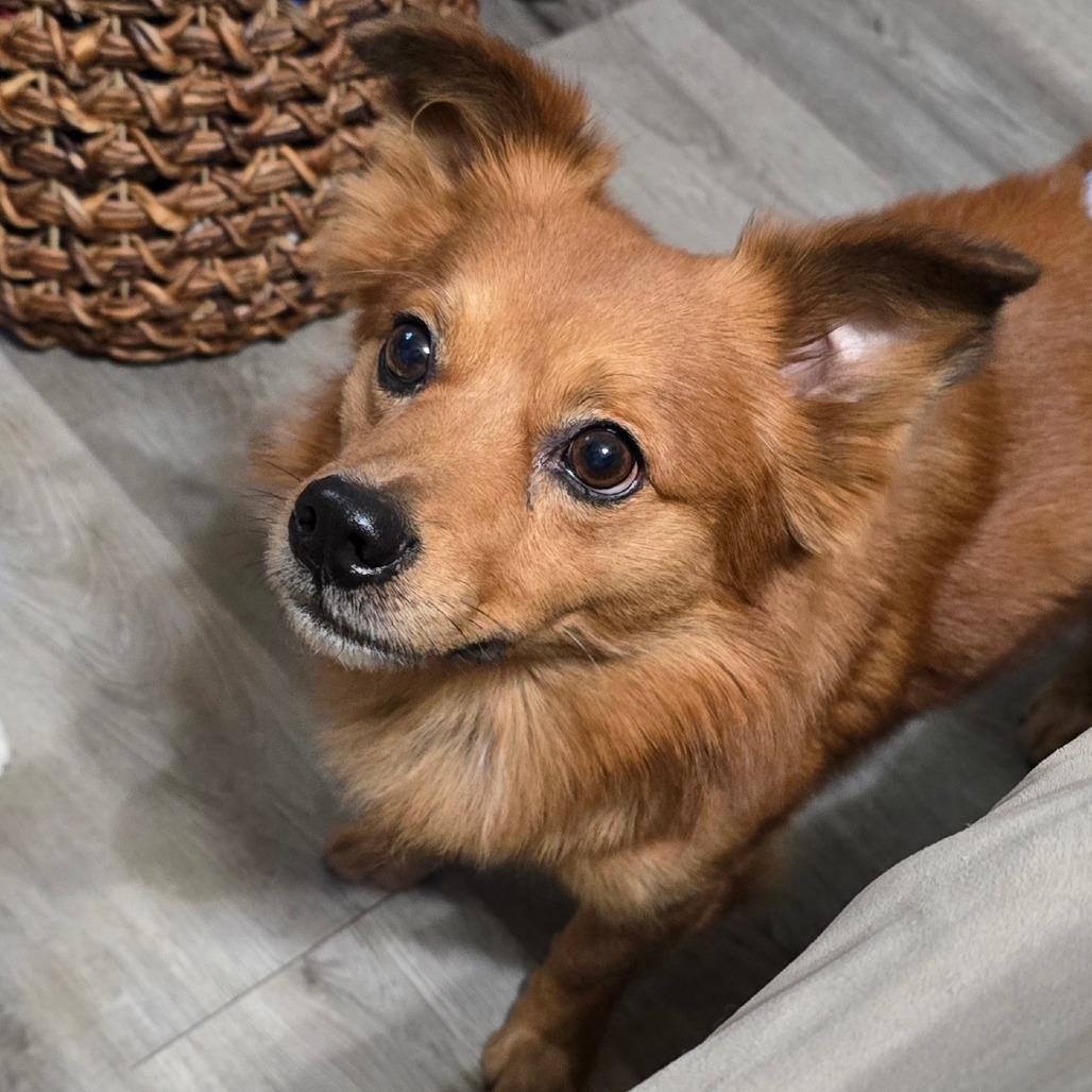 Clifford, a Adoptable mixed breed in Brainerd, MN image 4/4
