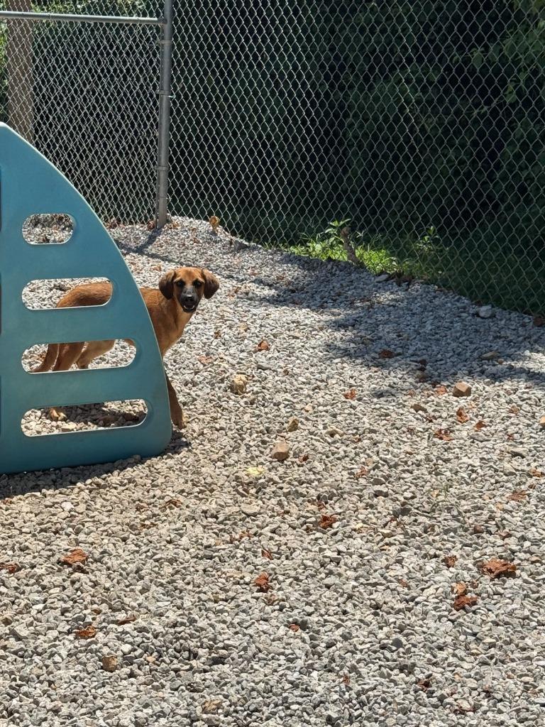Bliss, Adoptable, Young Female Mixed Breed.
