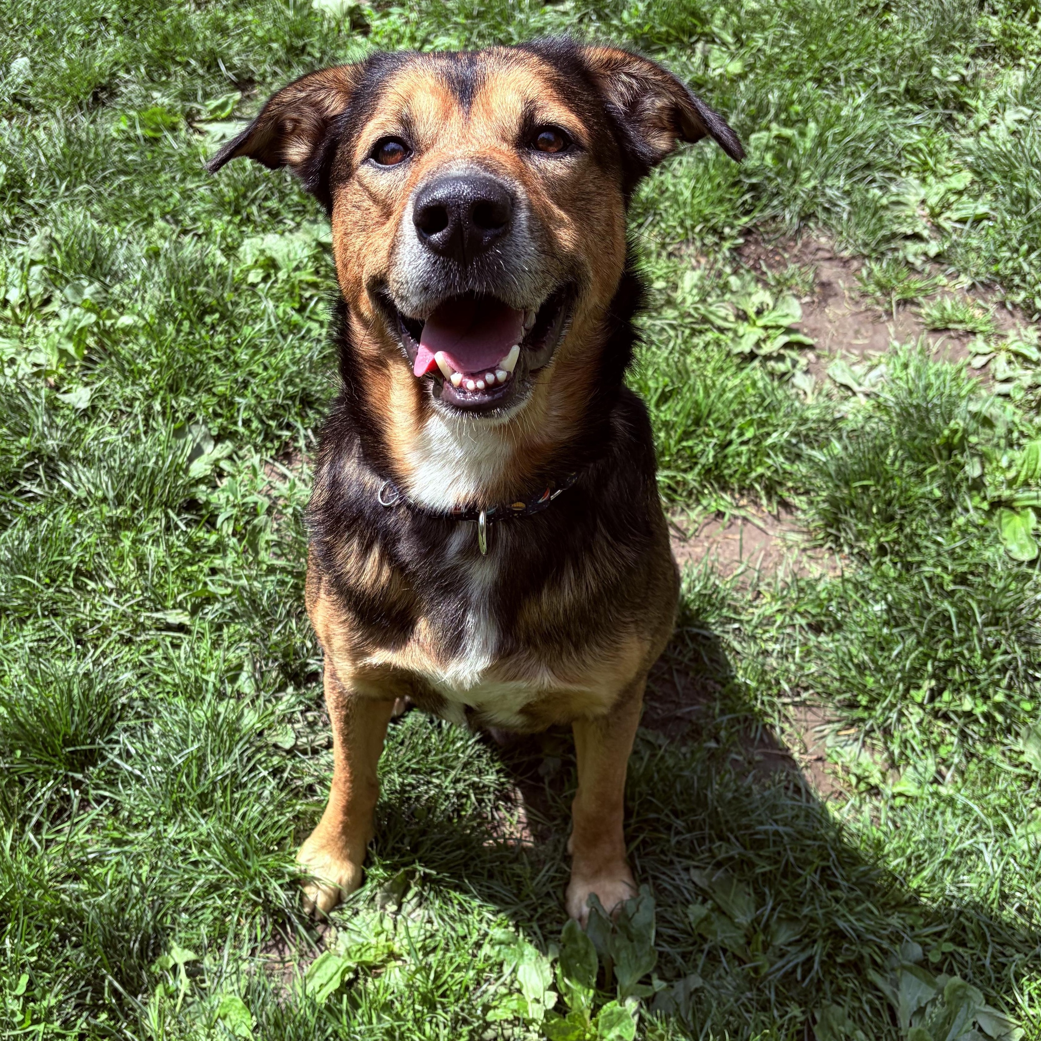 Boone, ADOPTABLE, Adult Male German Shepherd Dog.