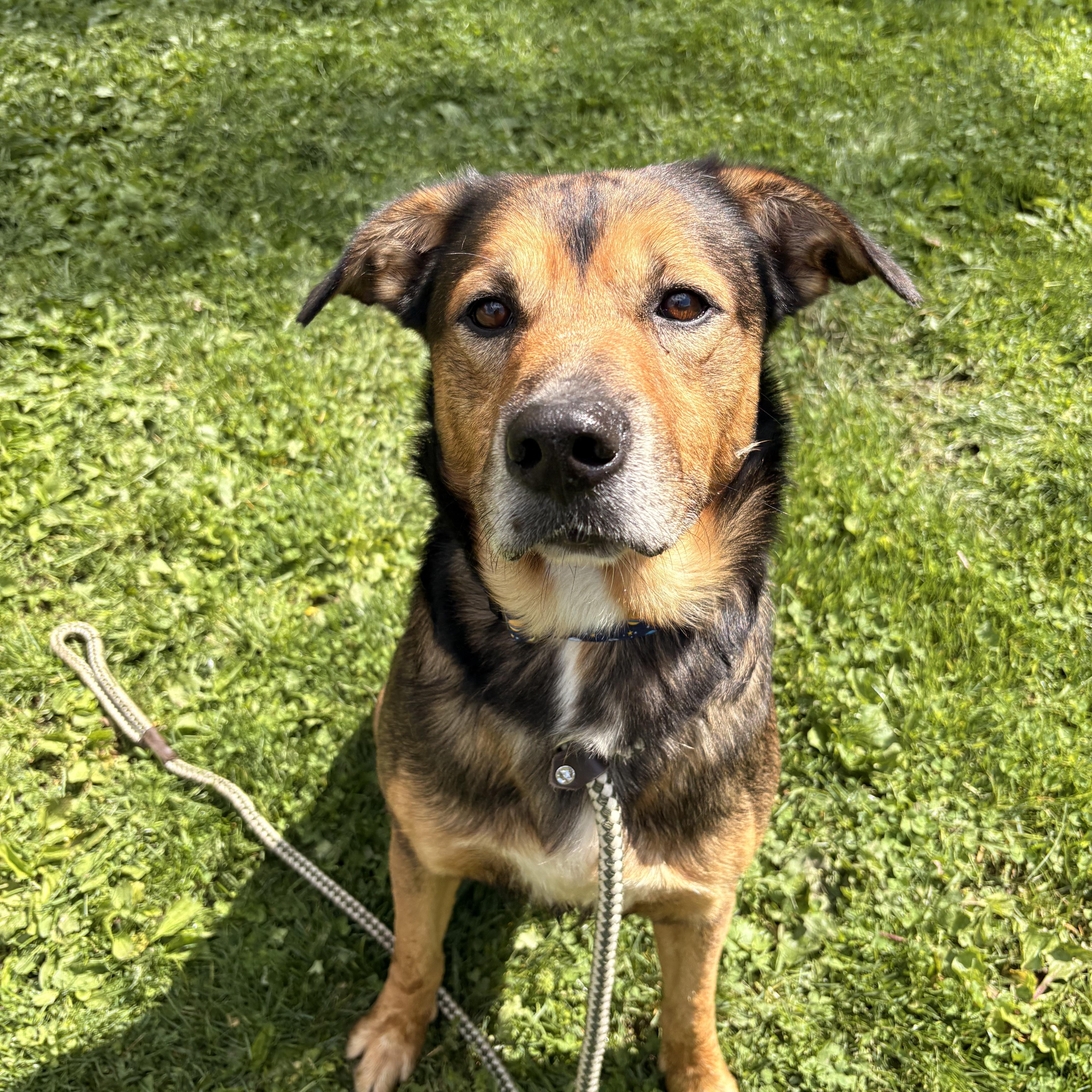 Enlarge Boone, a ADOPTABLE mixed breed in White Oak, PA image 4/6