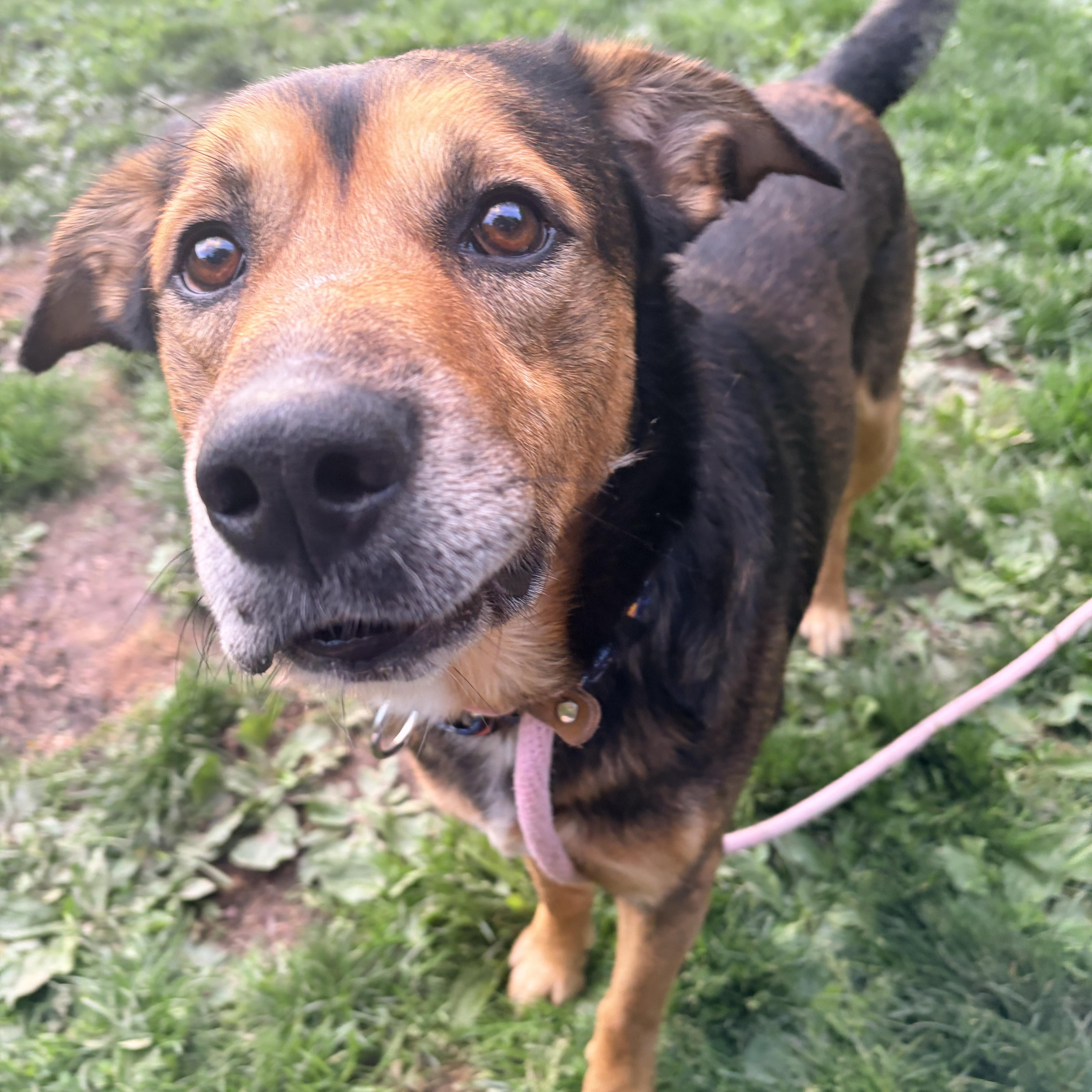 Enlarge Boone, a ADOPTABLE mixed breed in White Oak, PA image 3/6