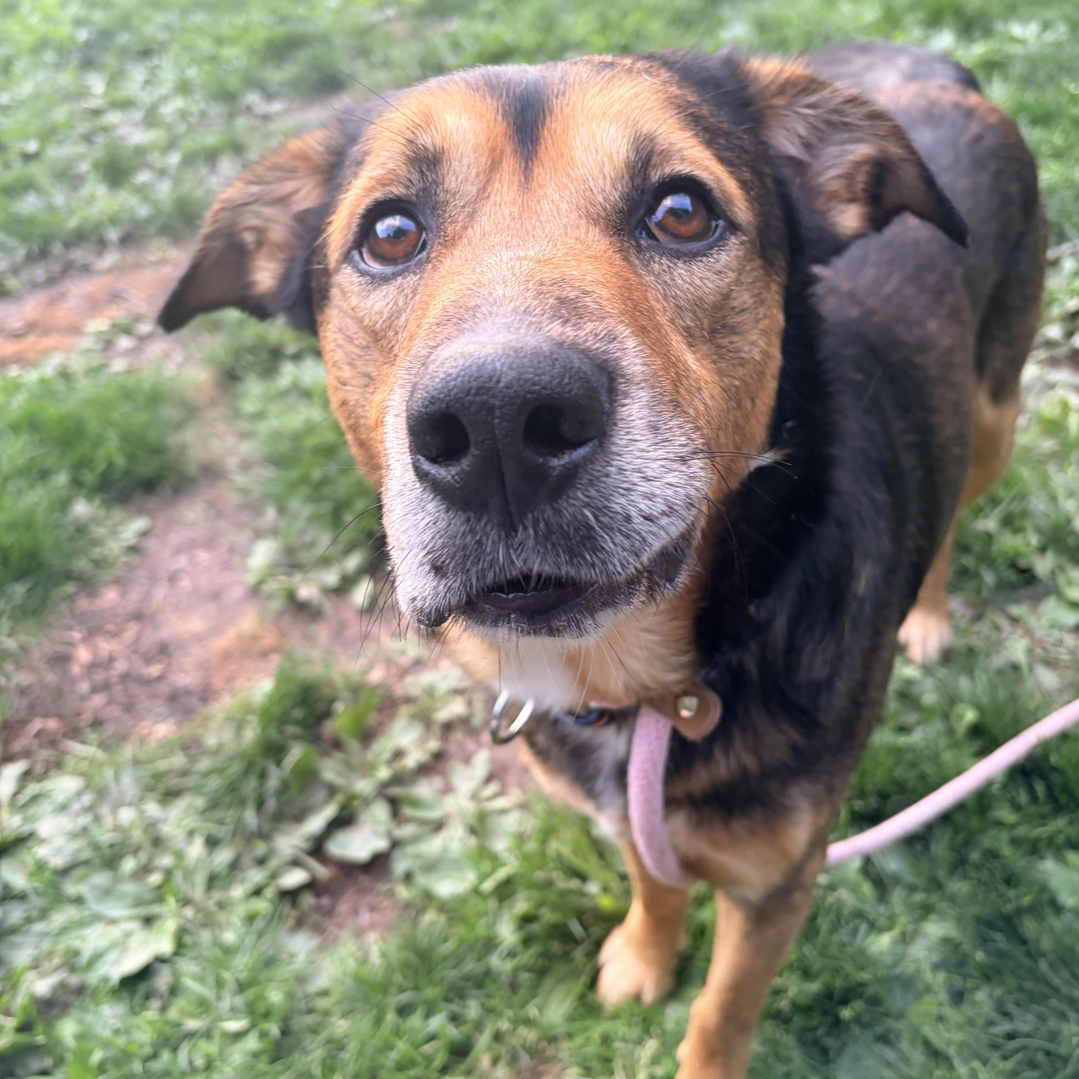 Enlarge Boone, a ADOPTABLE mixed breed in White Oak, PA image 5/6