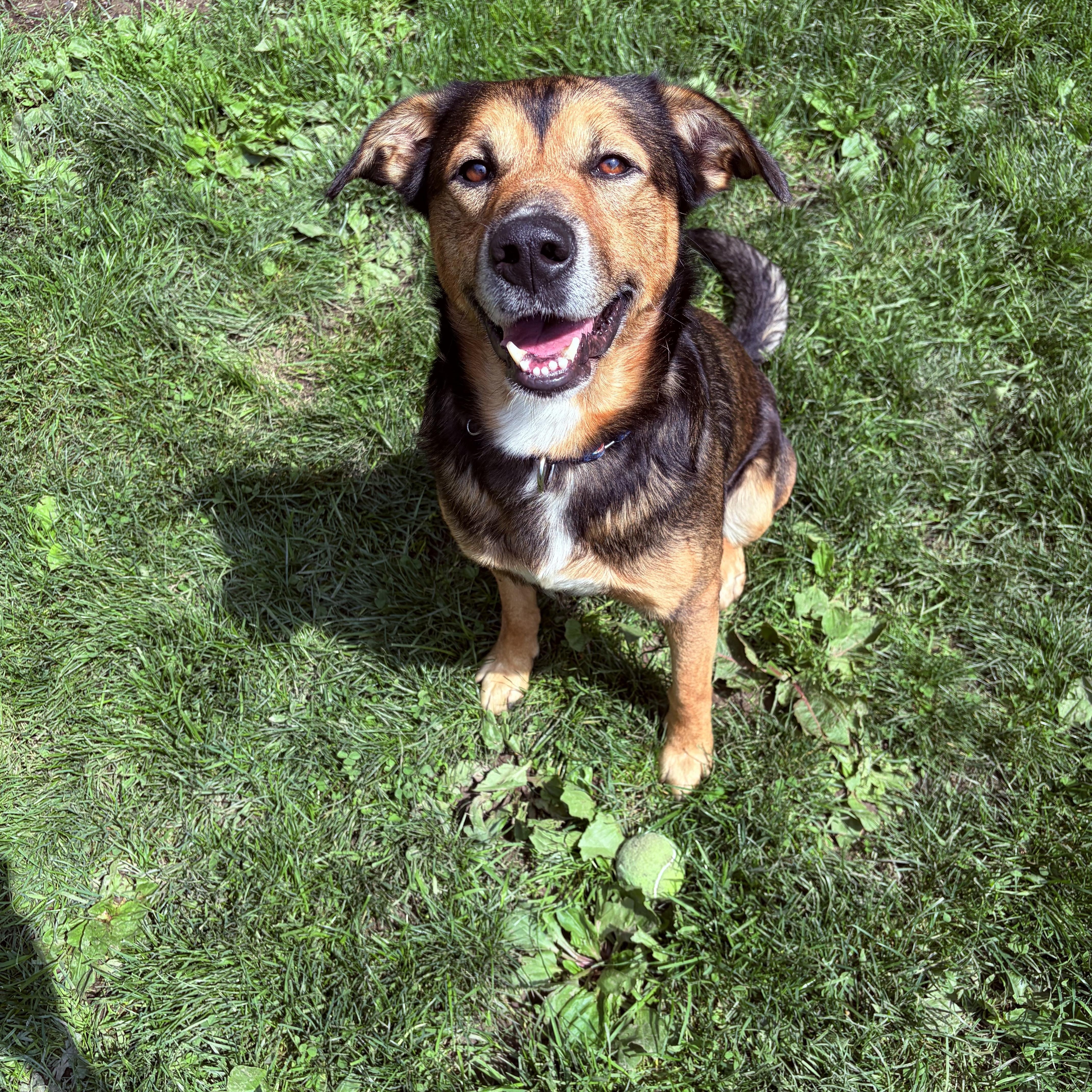 Enlarge Boone, a ADOPTABLE mixed breed in White Oak, PA image 6/6