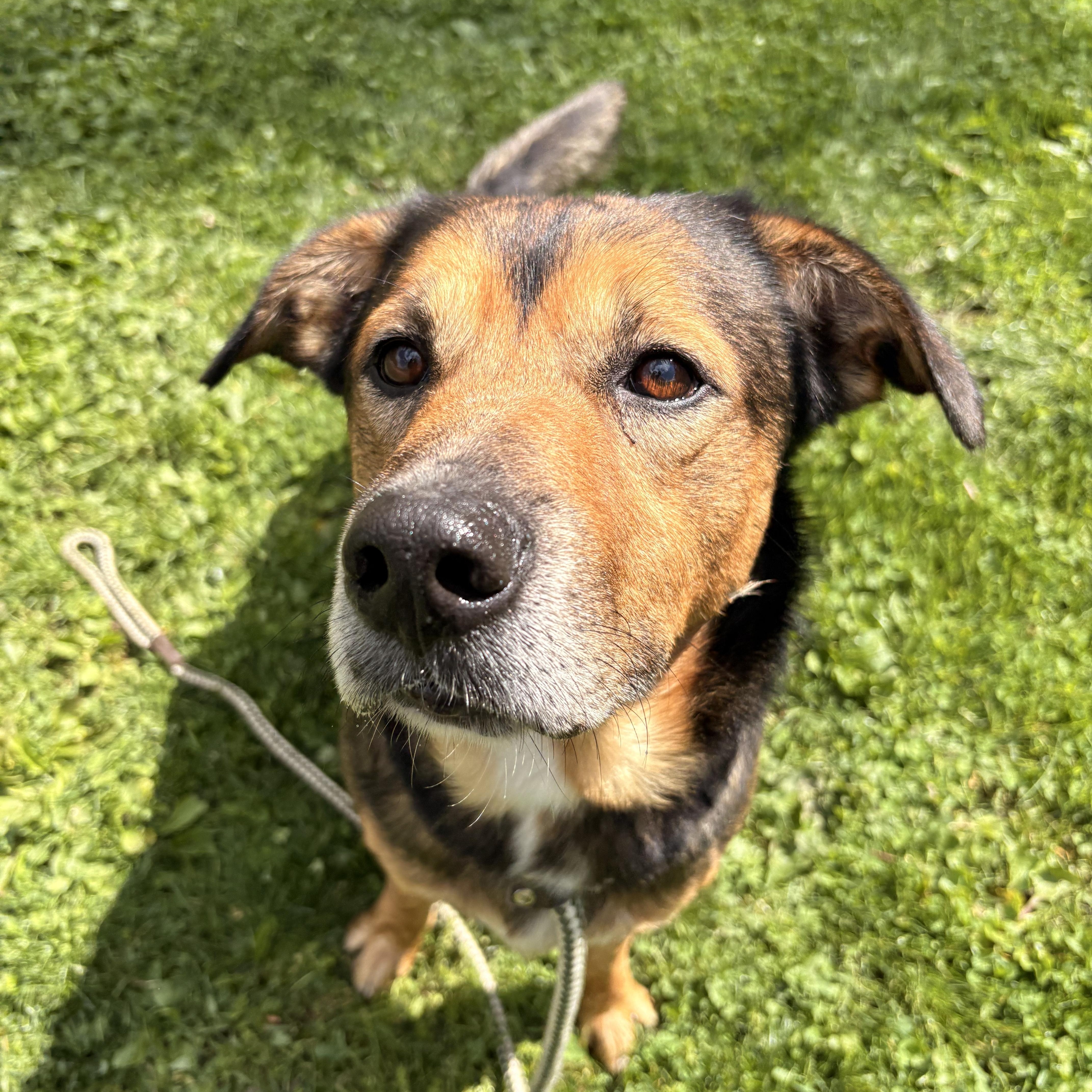 Enlarge Boone, a ADOPTABLE mixed breed in White Oak, PA image 2/6