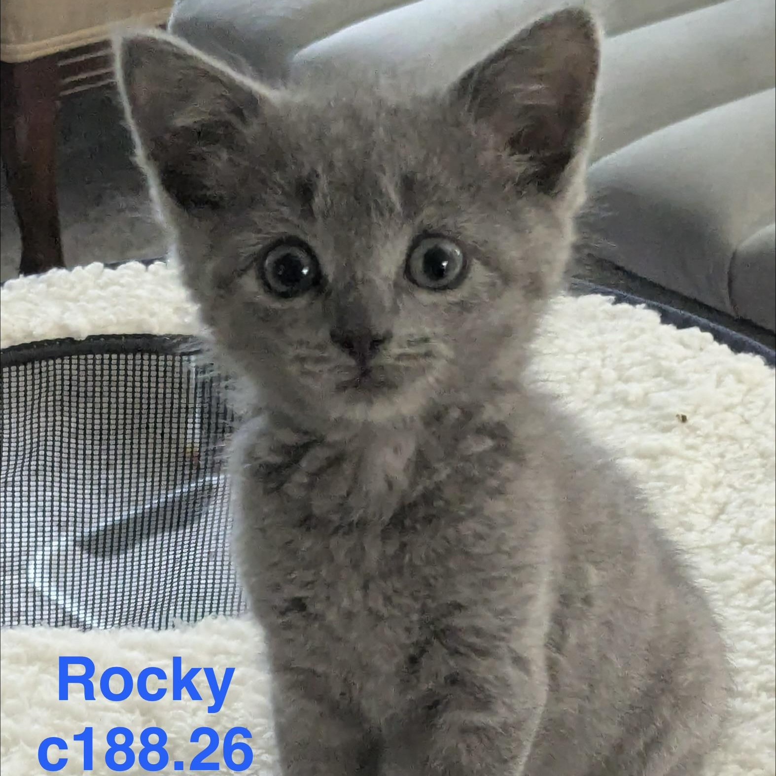 Foster Rocky, Adoptable, Kitten Female Domestic Short Hair.