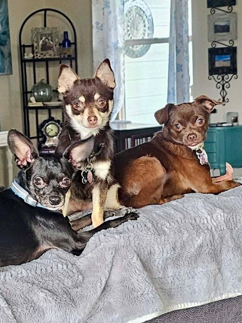 Enlarge Mighty Mouse, a ADOPTABLE mixed breed in Roseburg, OR image 6/6