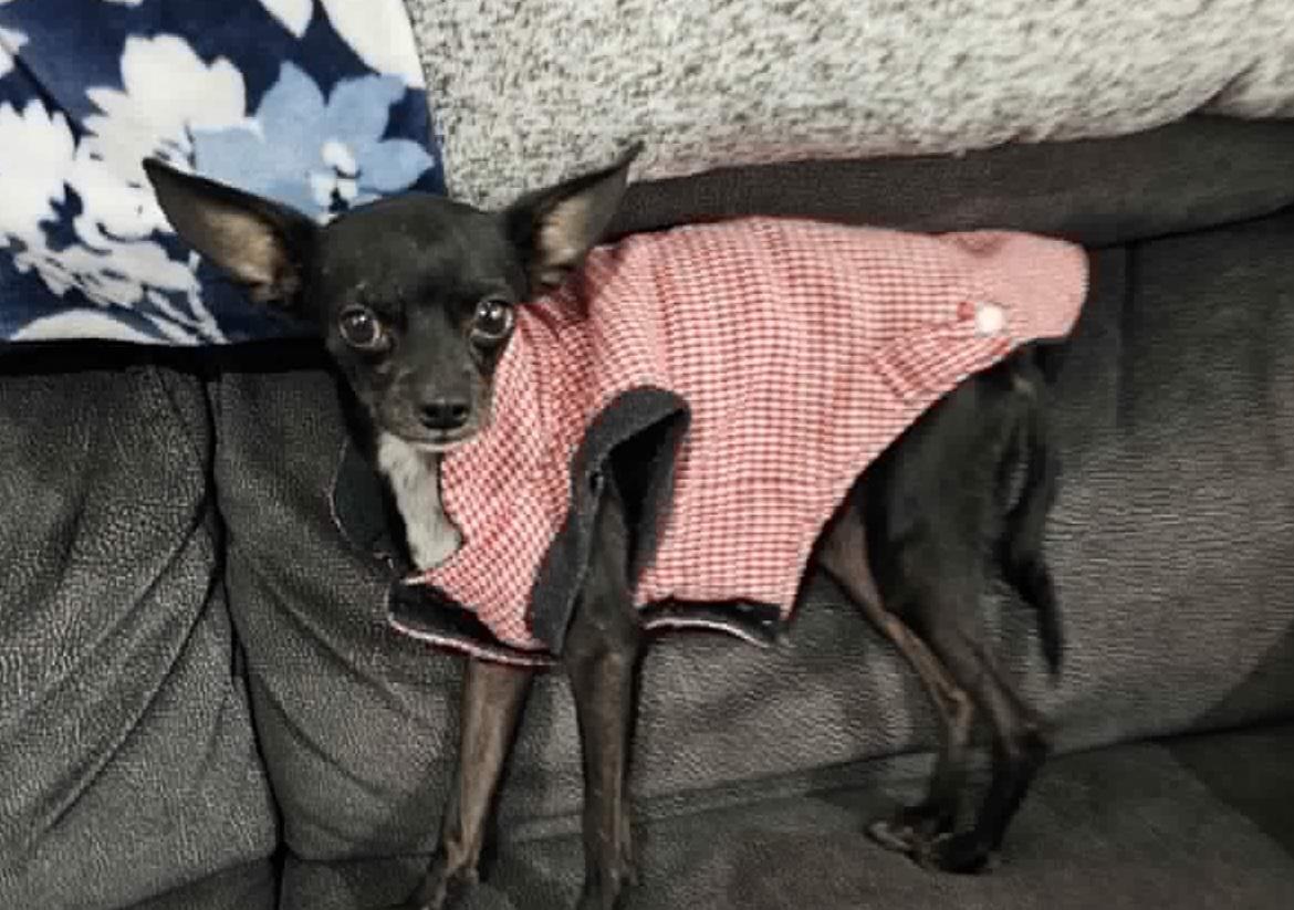 Enlarge Mighty Mouse, a ADOPTABLE mixed breed in Roseburg, OR image 1/6